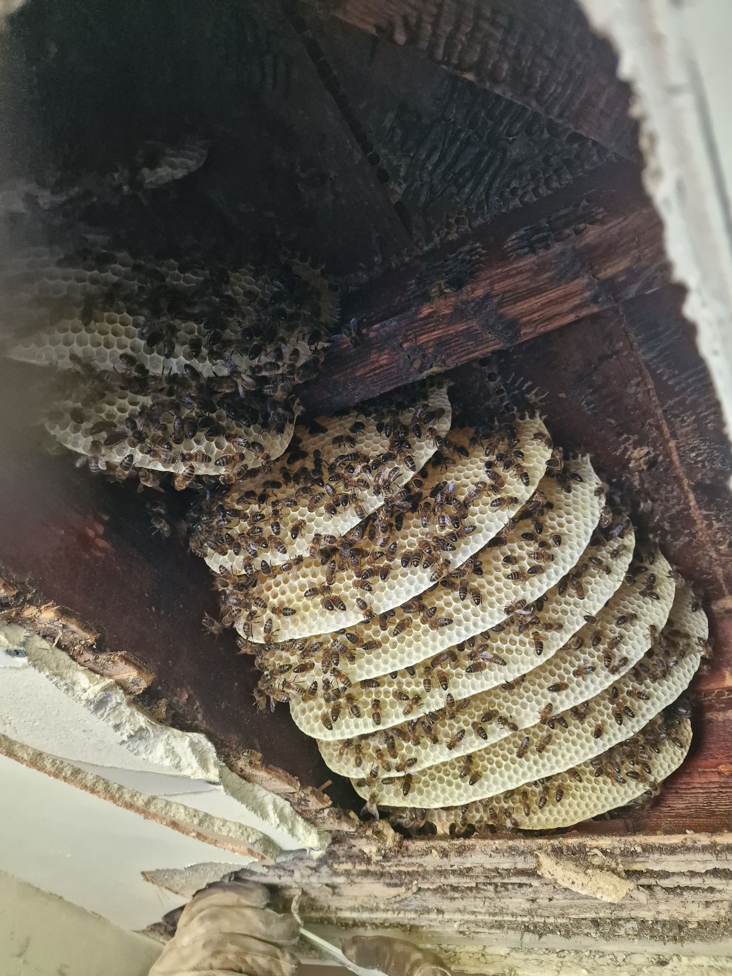 Full Bee extraction - Herd Pest Control