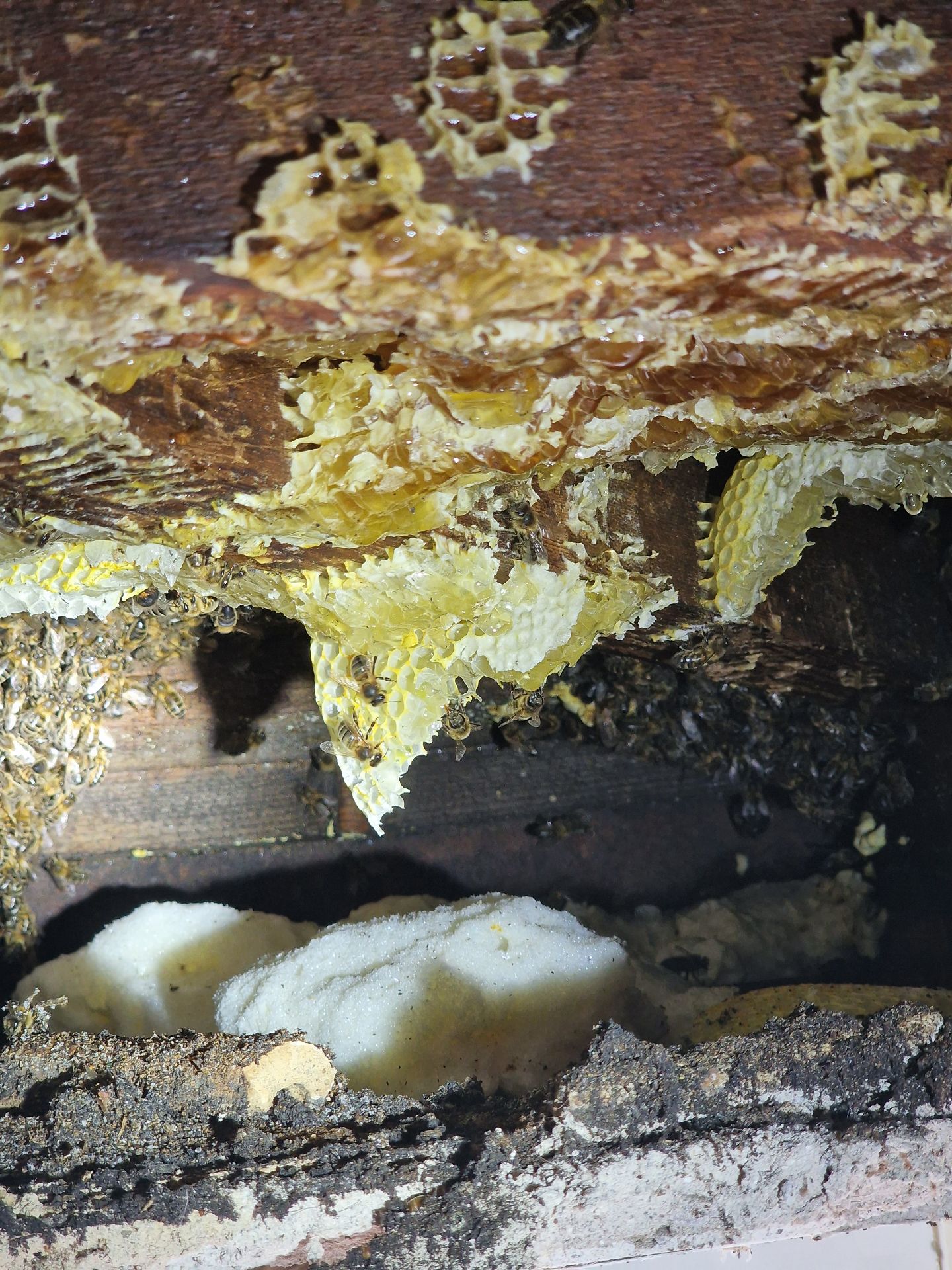 Full Bee extraction - Herd Pest Control
