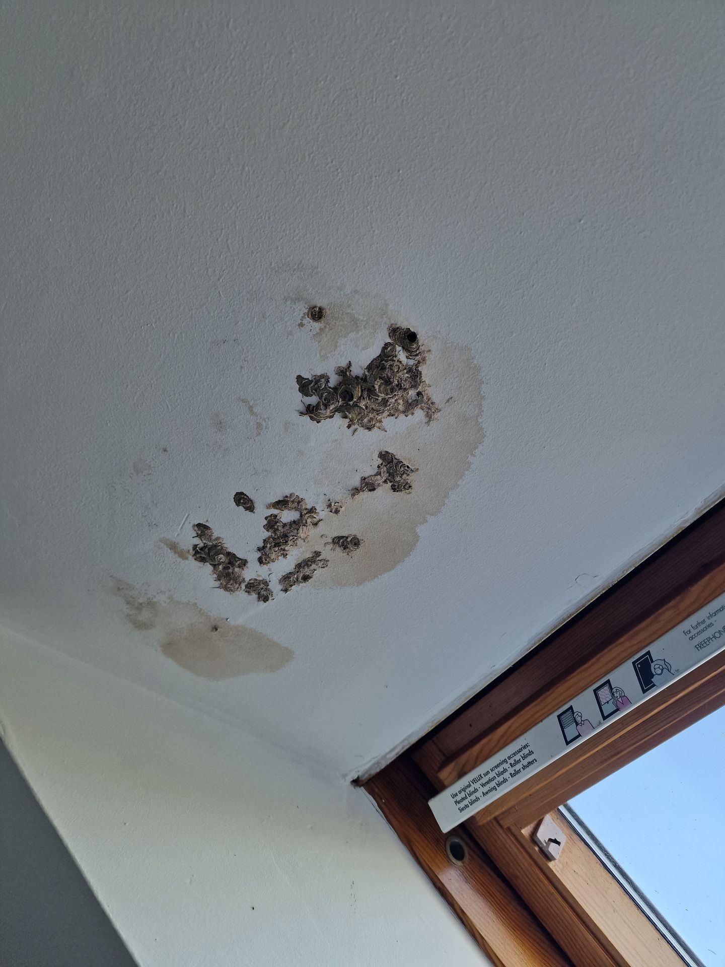 Wasps breaking through the ceiling. - Herd Pest Control