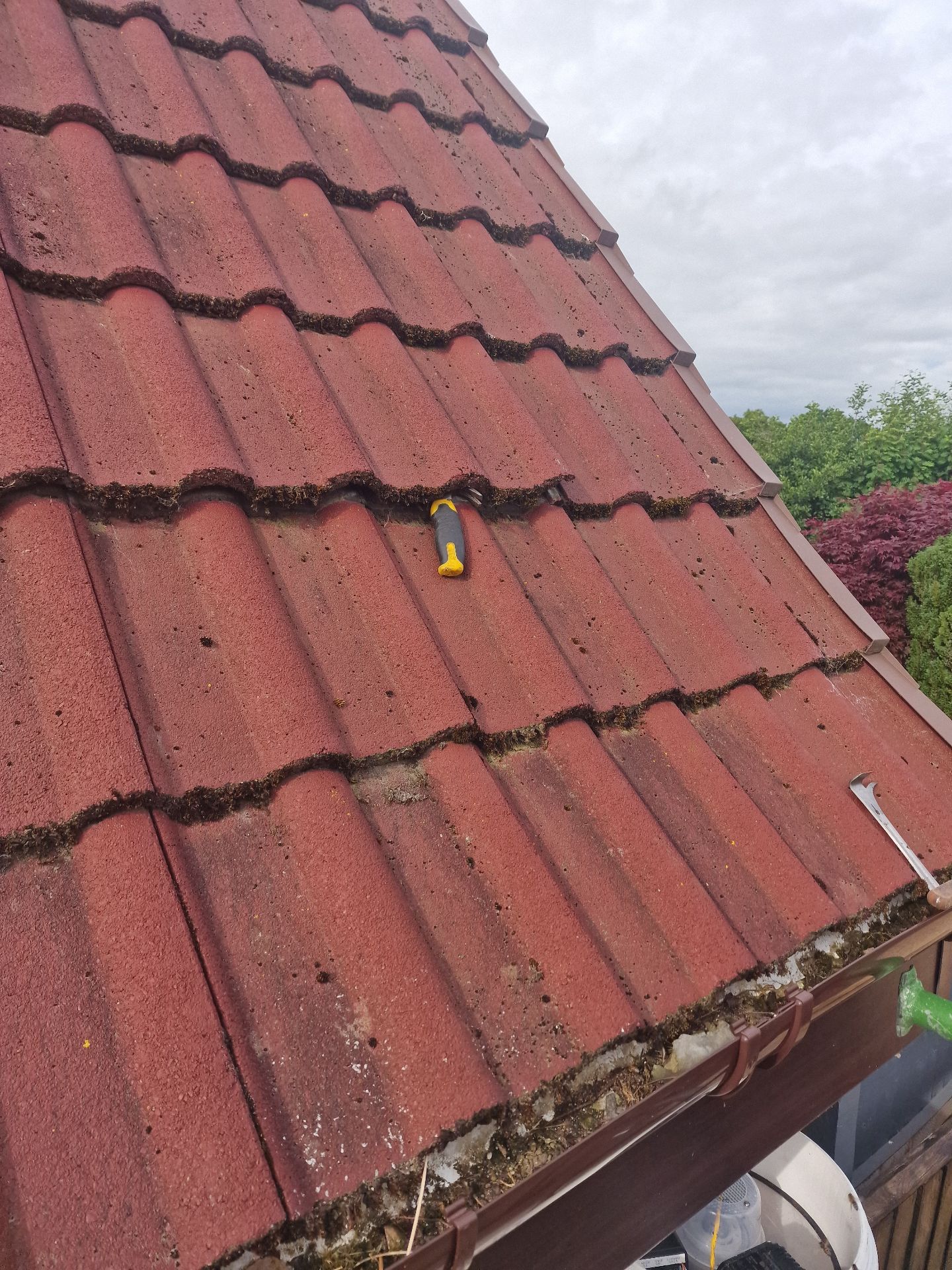 Humane Honey Bee Removal - Herd Pest Control