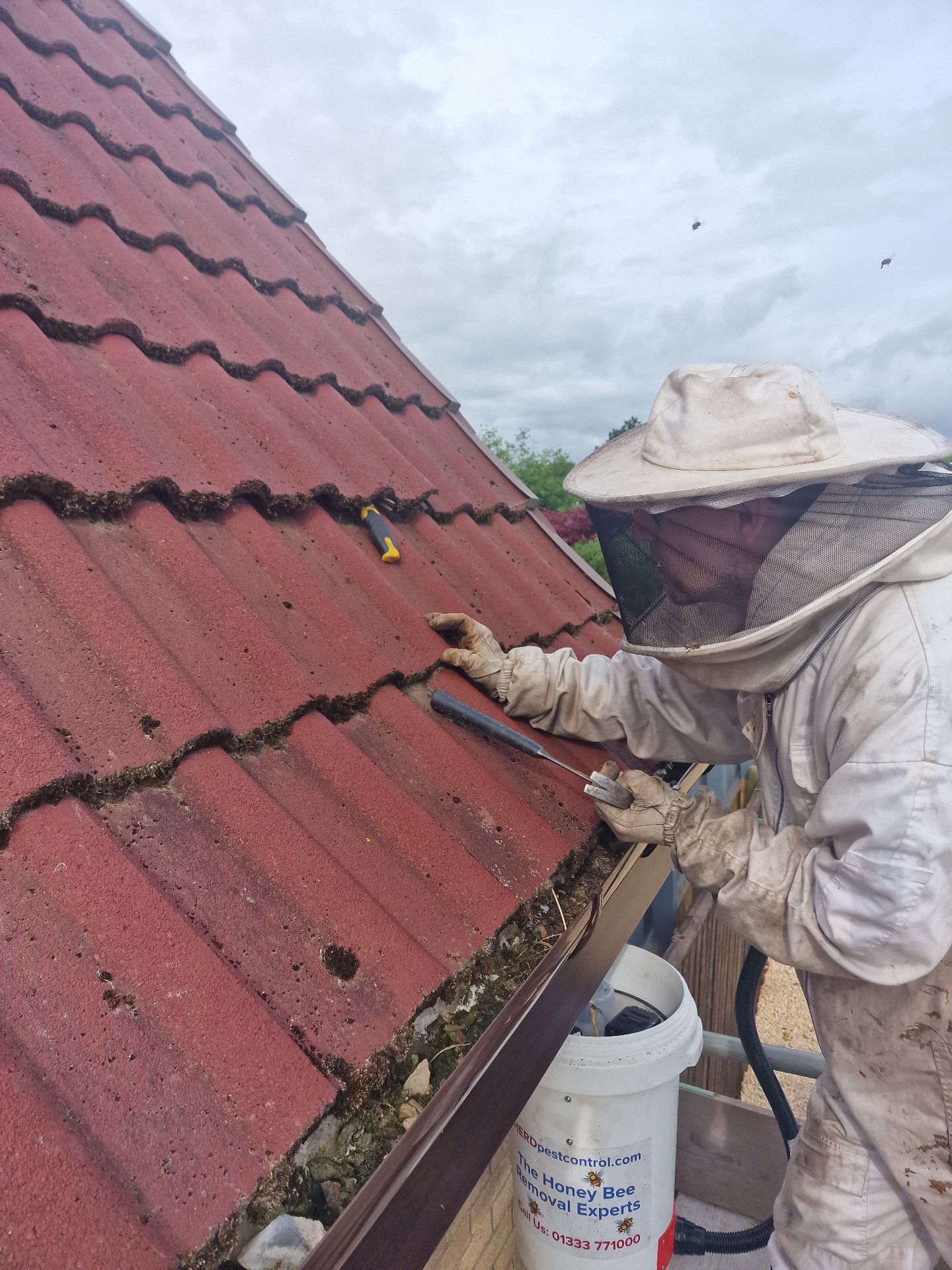 Humane Honey Bee Removal - Herd Pest Control