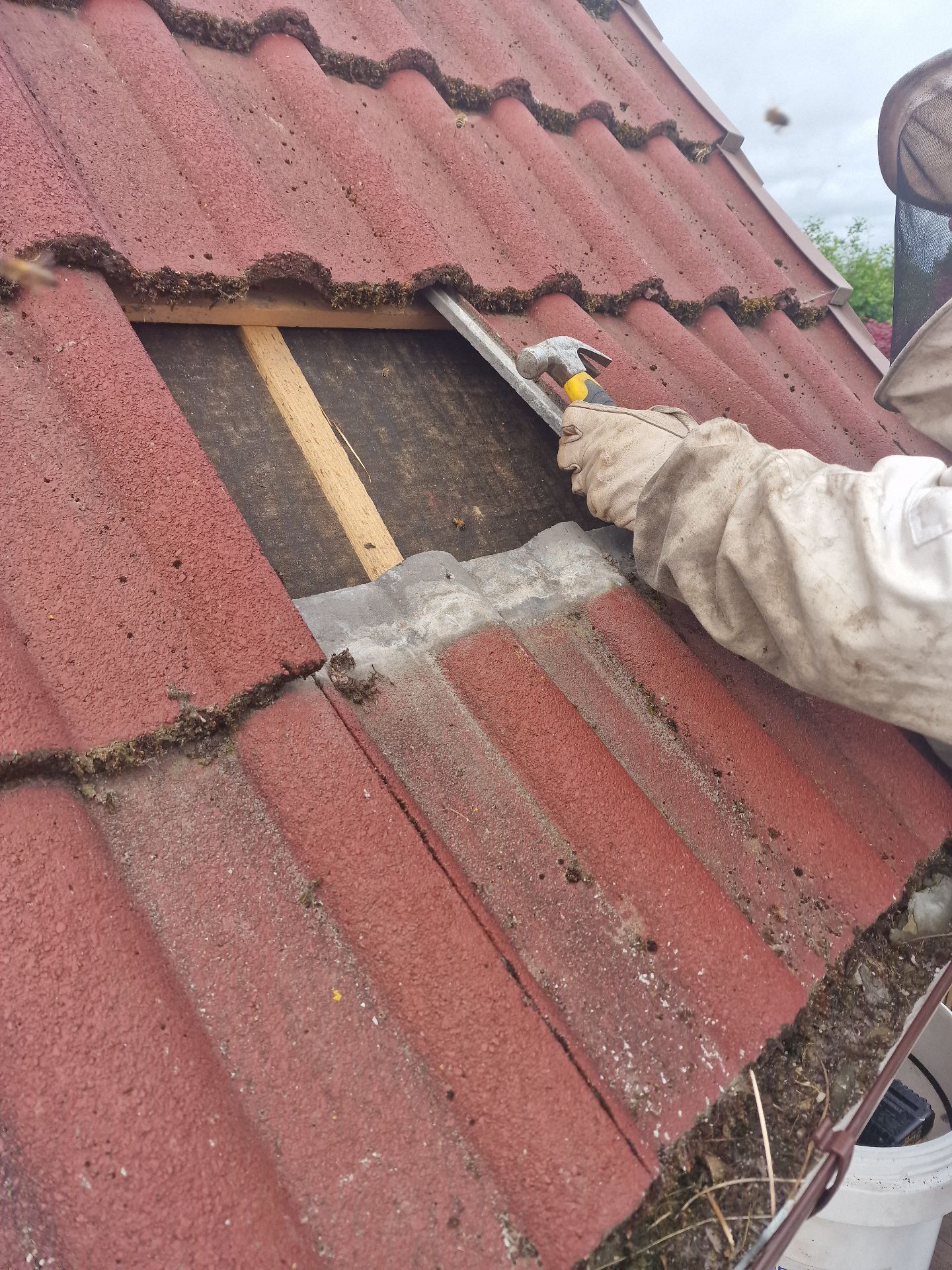 Humane Honey Bee Removal - Herd Pest Control