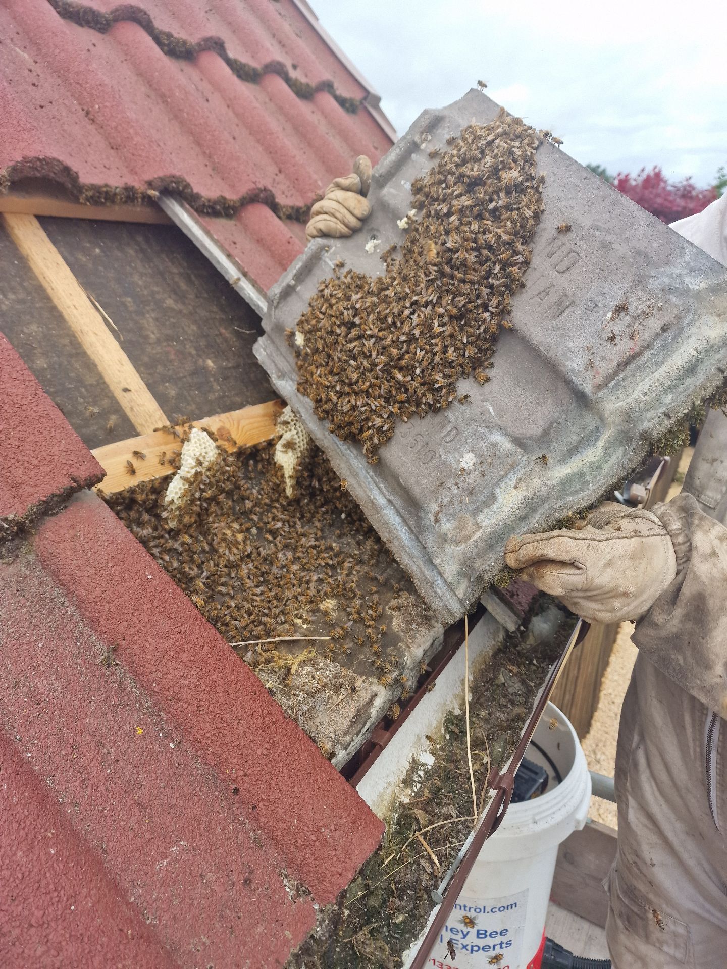 Humane Honey Bee Removal - Herd Pest Control