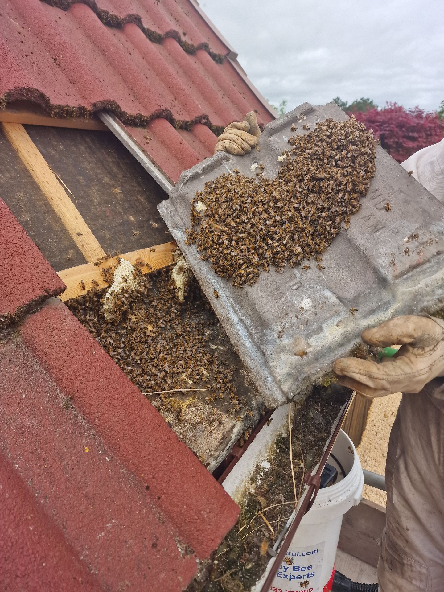 Humane Honey Bee Removal - Herd Pest Control
