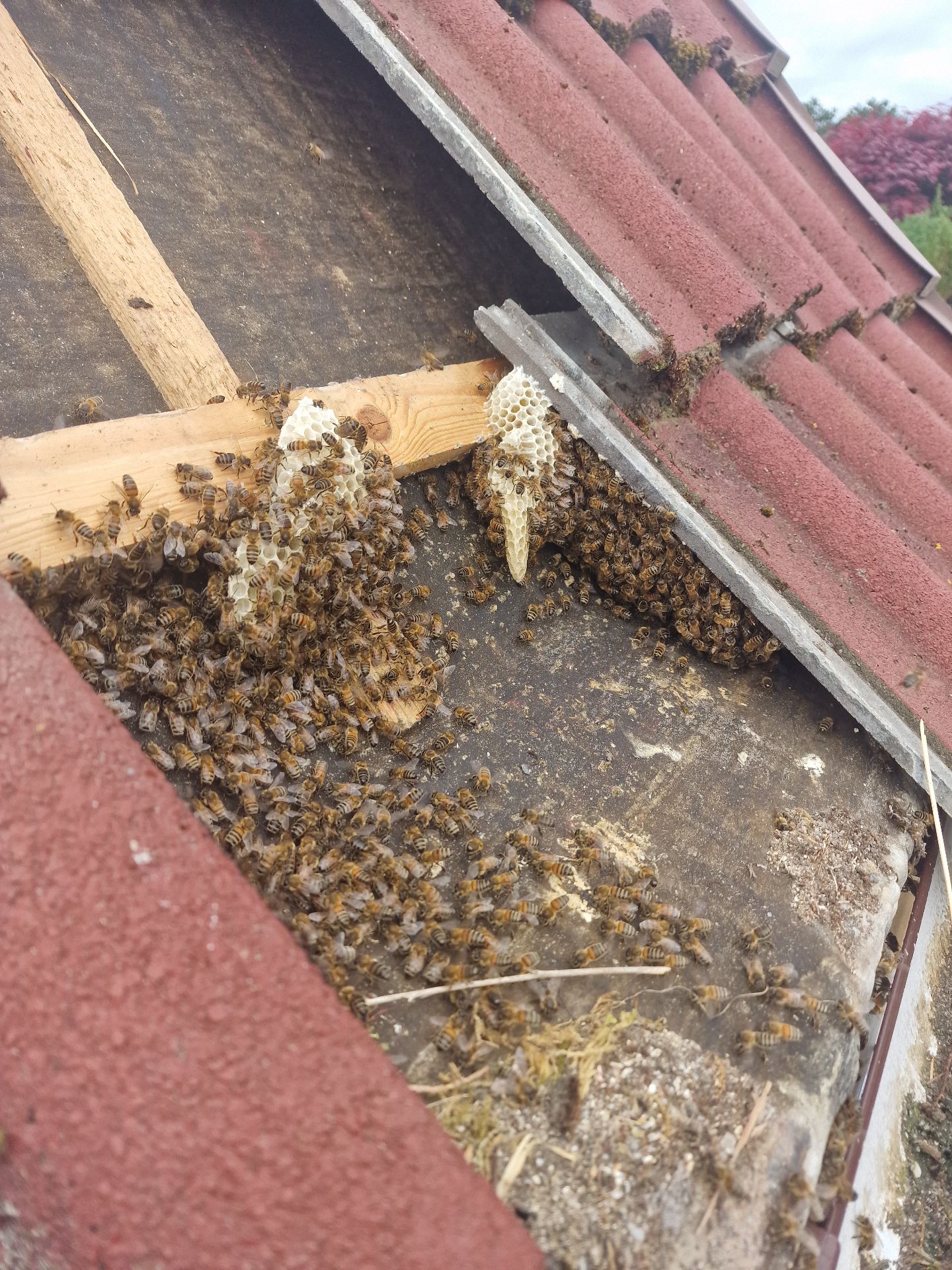 Humane Honey Bee Removal - Herd Pest Control