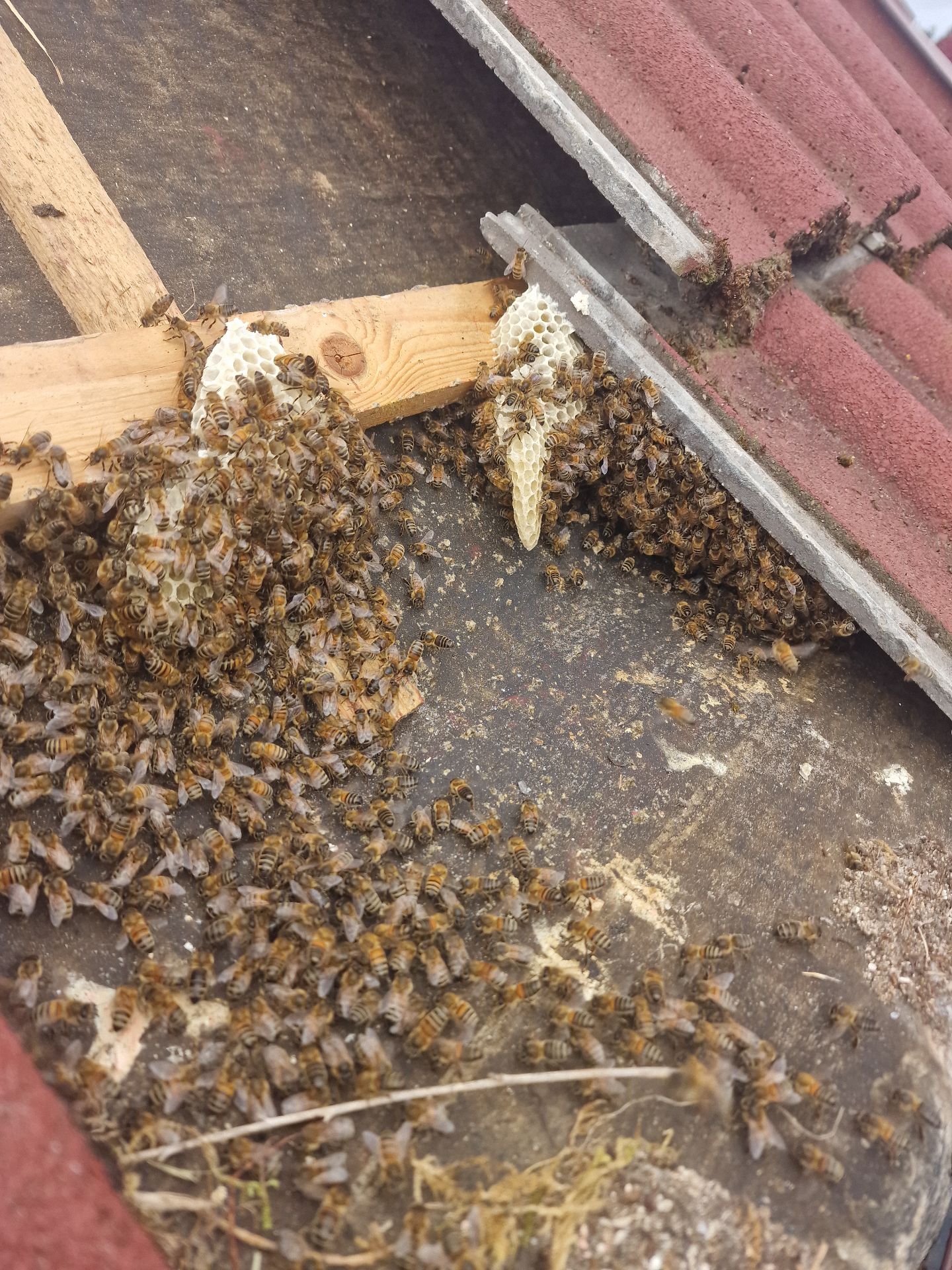 Humane Honey Bee Removal - Herd Pest Control