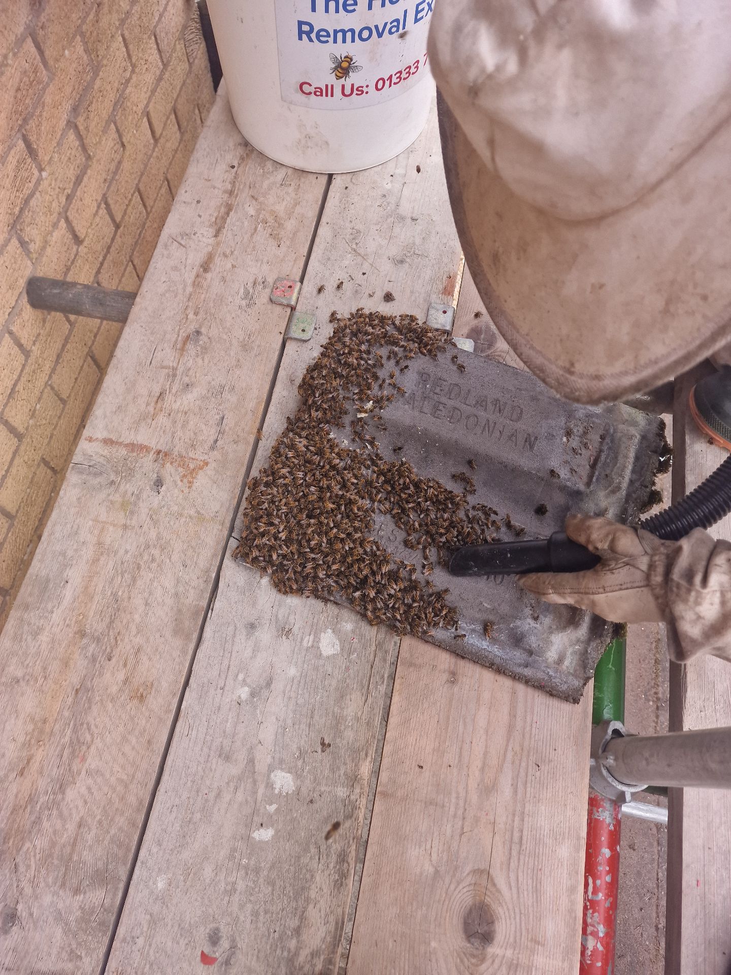 Humane Honey Bee Removal - Herd Pest Control