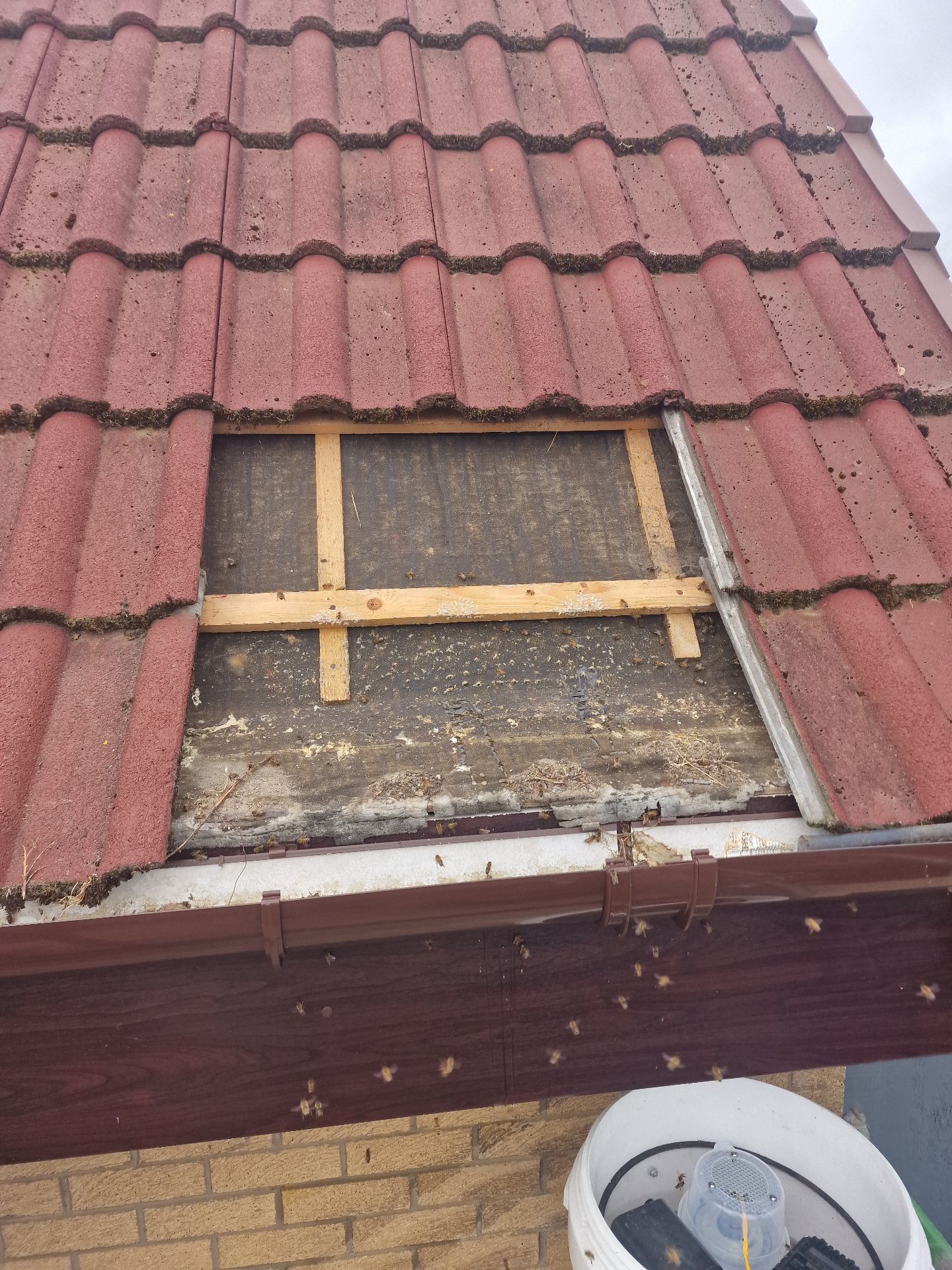 Humane Honey Bee Removal - Herd Pest Control
