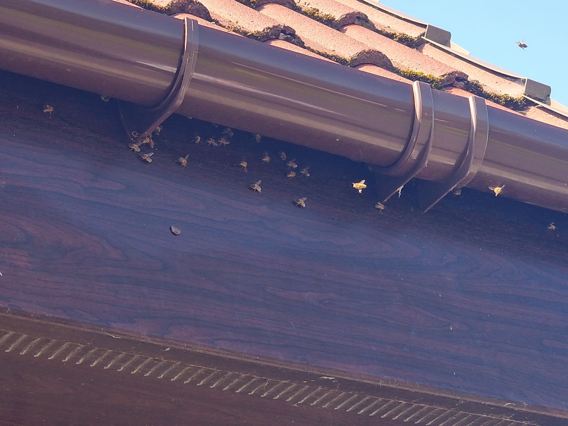 Humane Honey Bee Removal - Herd Pest Control