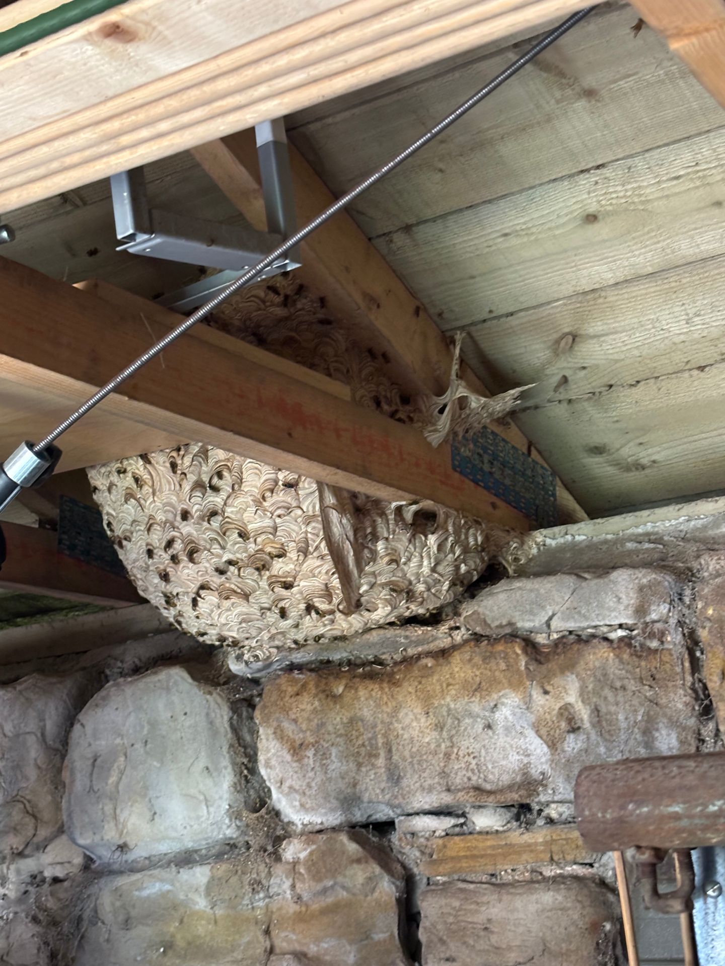 Wasp nest treatment late seqaon - Herd Pest Control