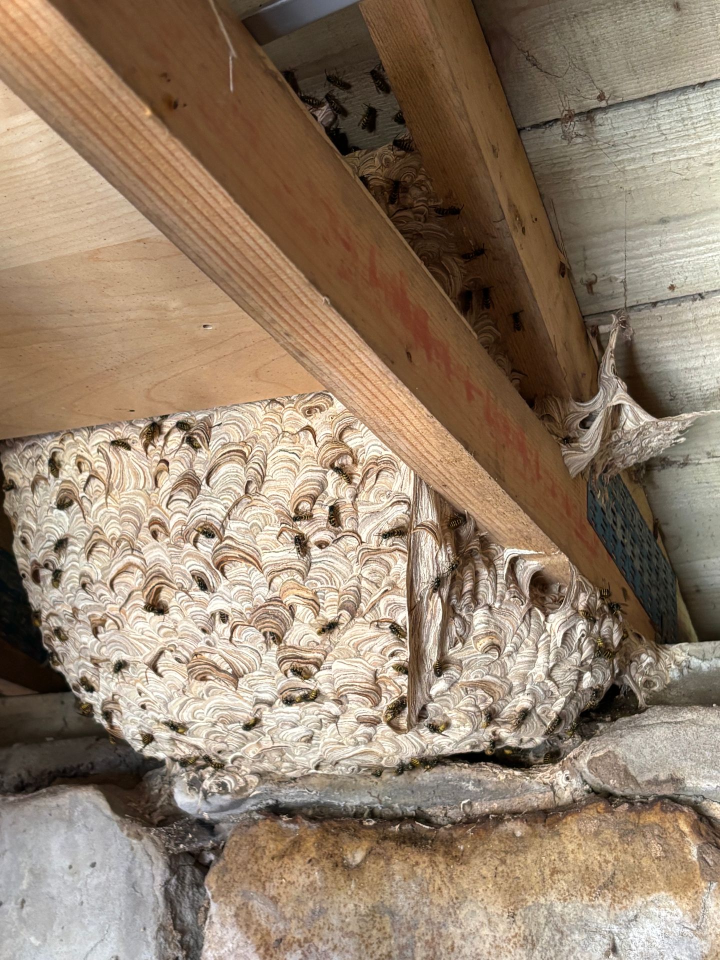 Wasp nest treatment late seqaon - Herd Pest Control