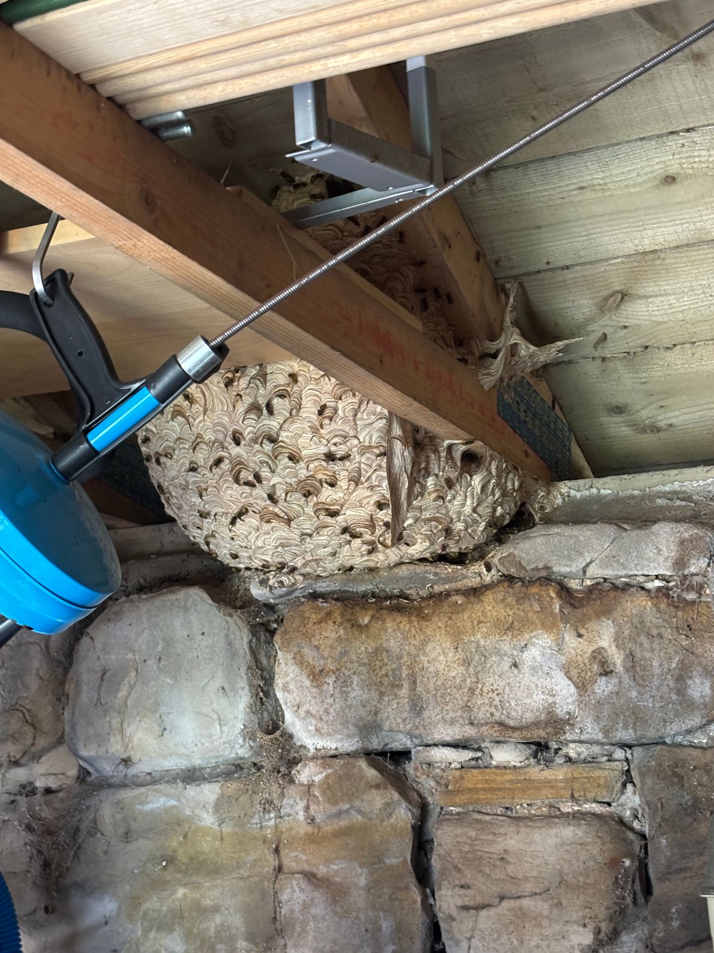 Wasp nest treatment late seqaon - Herd Pest Control