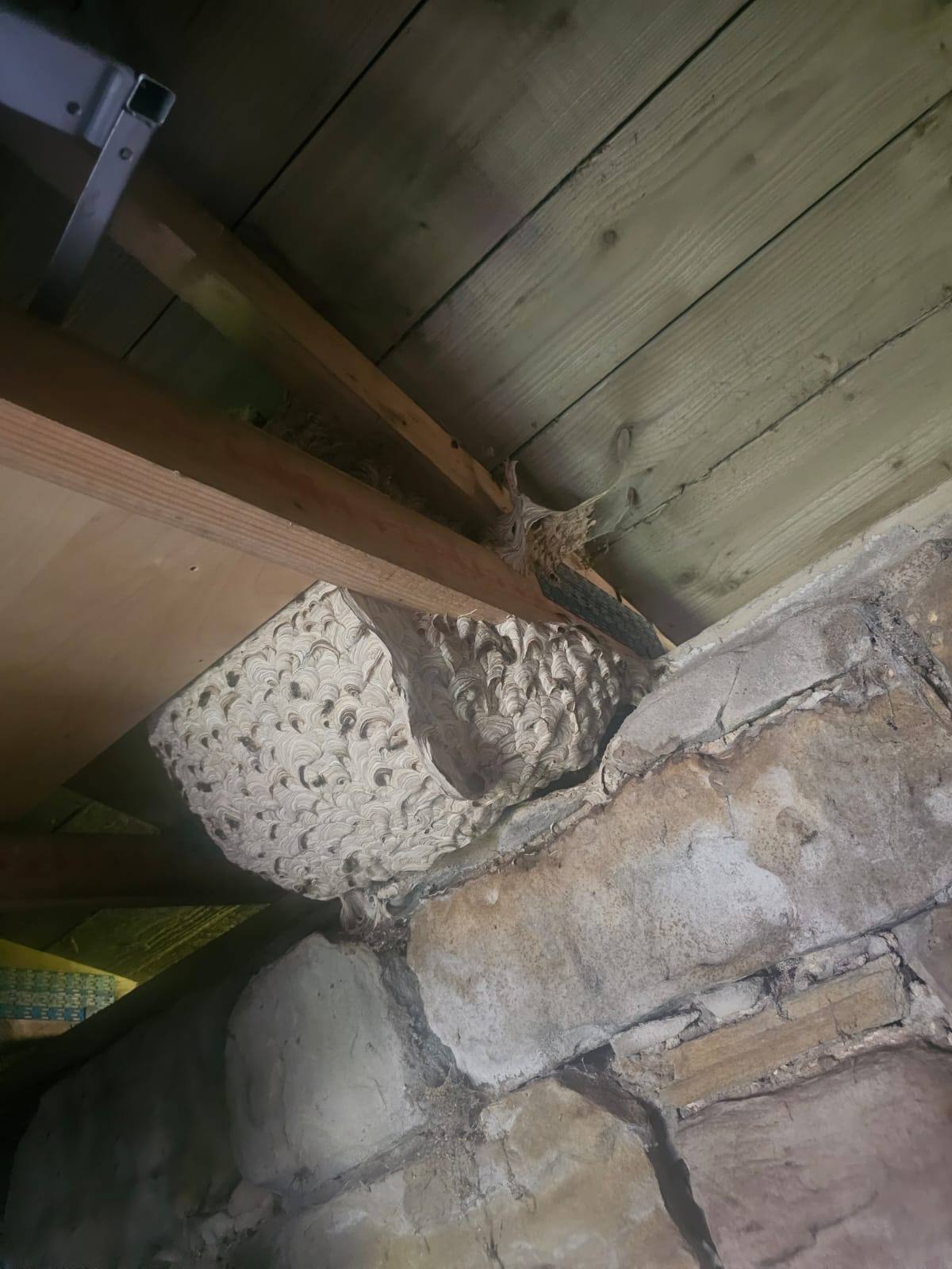 Wasp nest treatment late seqaon - Herd Pest Control