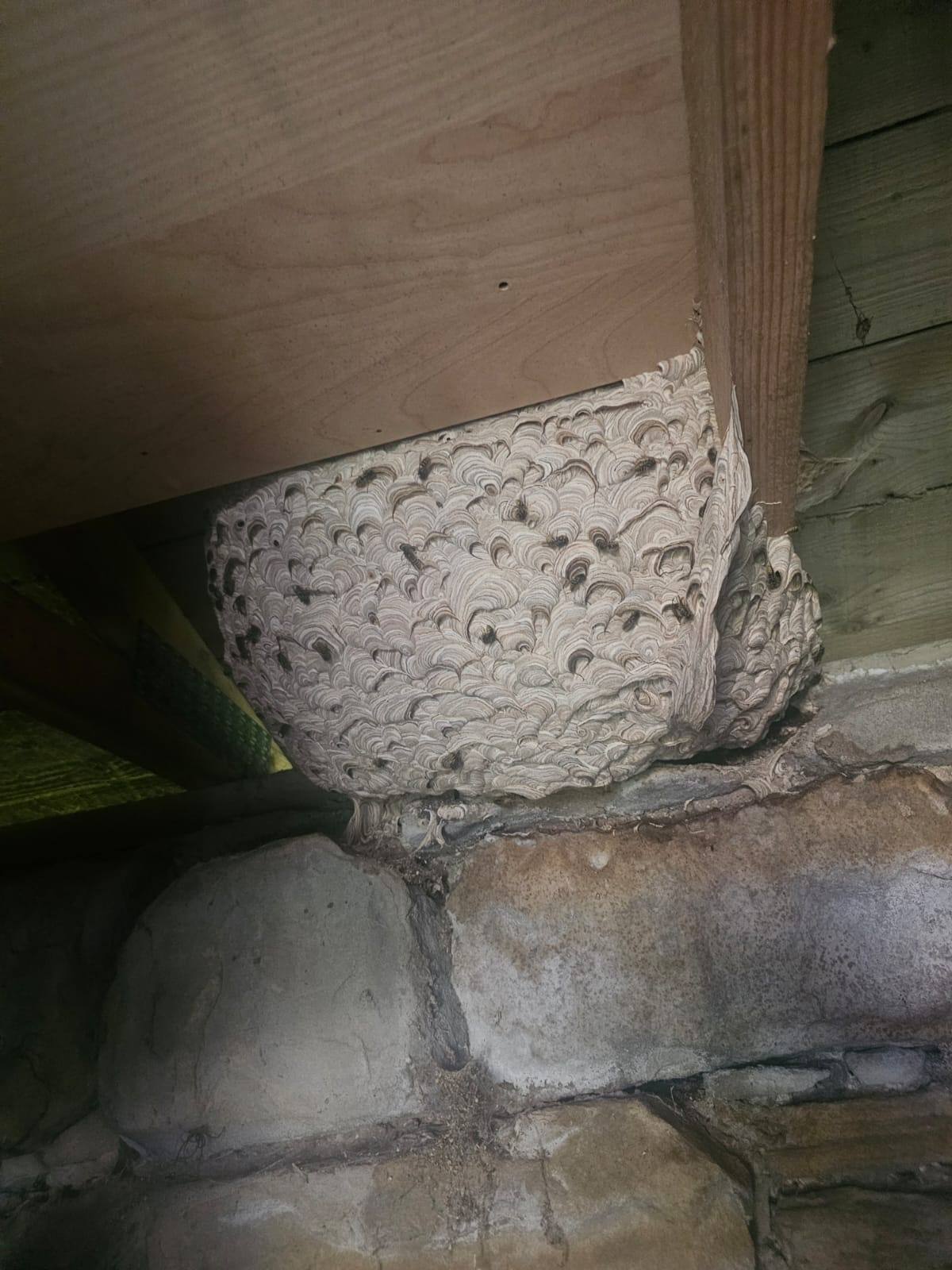 Wasp nest treatment late seqaon - Herd Pest Control