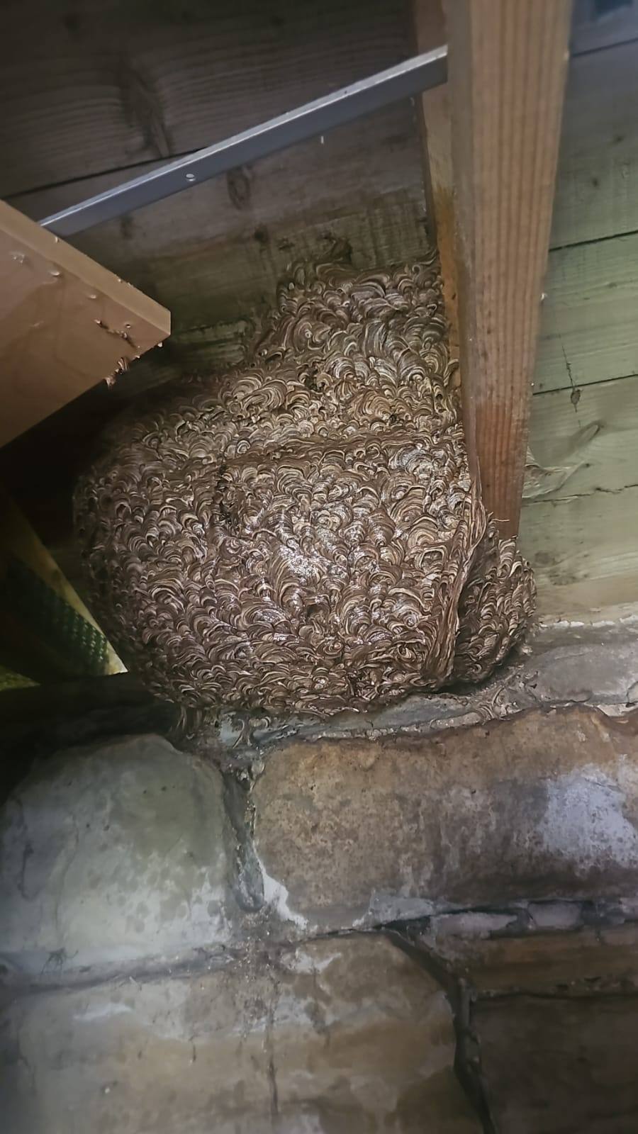 Wasp nest treatment late seqaon - Herd Pest Control