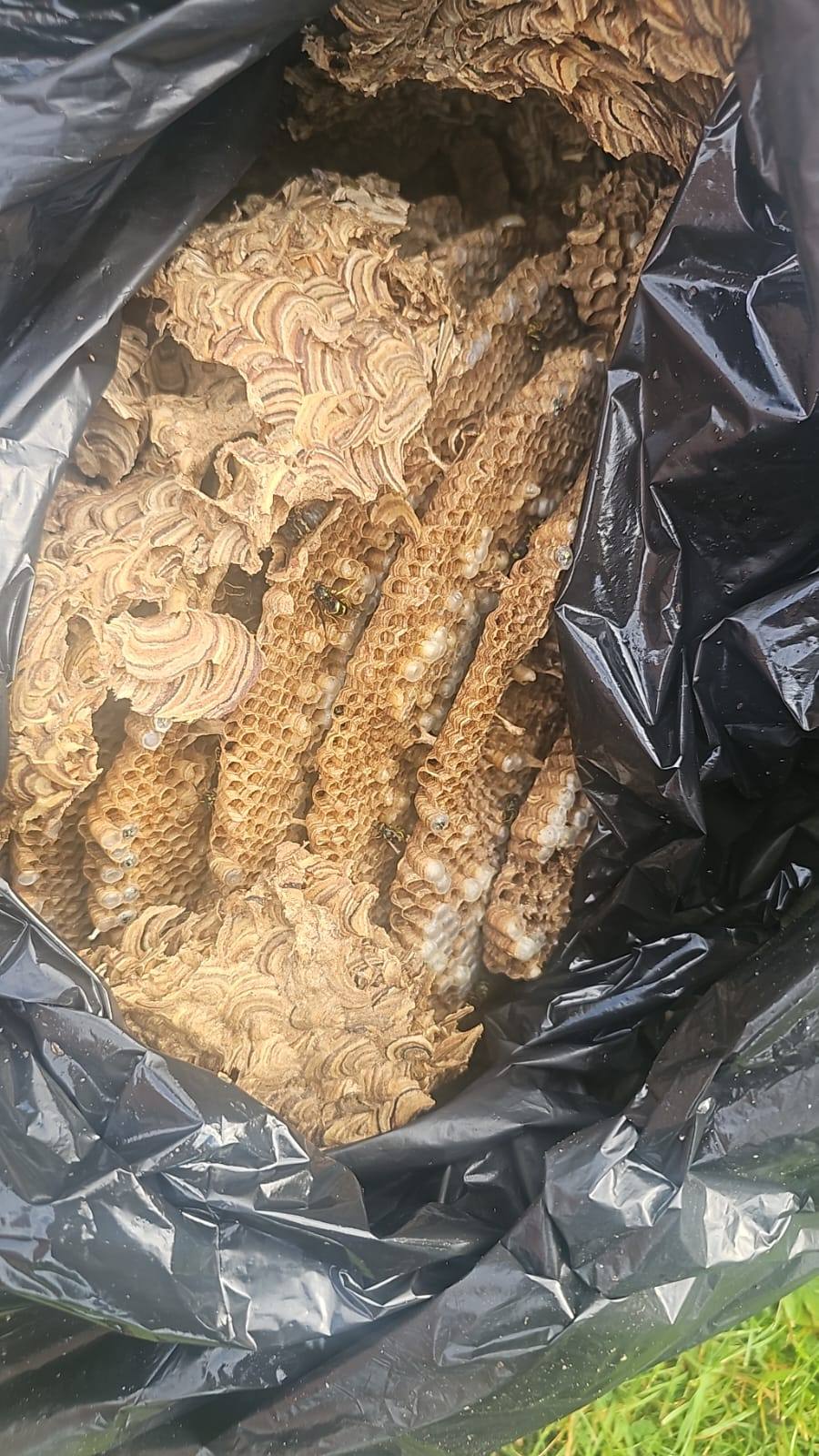 Wasp nest treatment late seqaon - Herd Pest Control