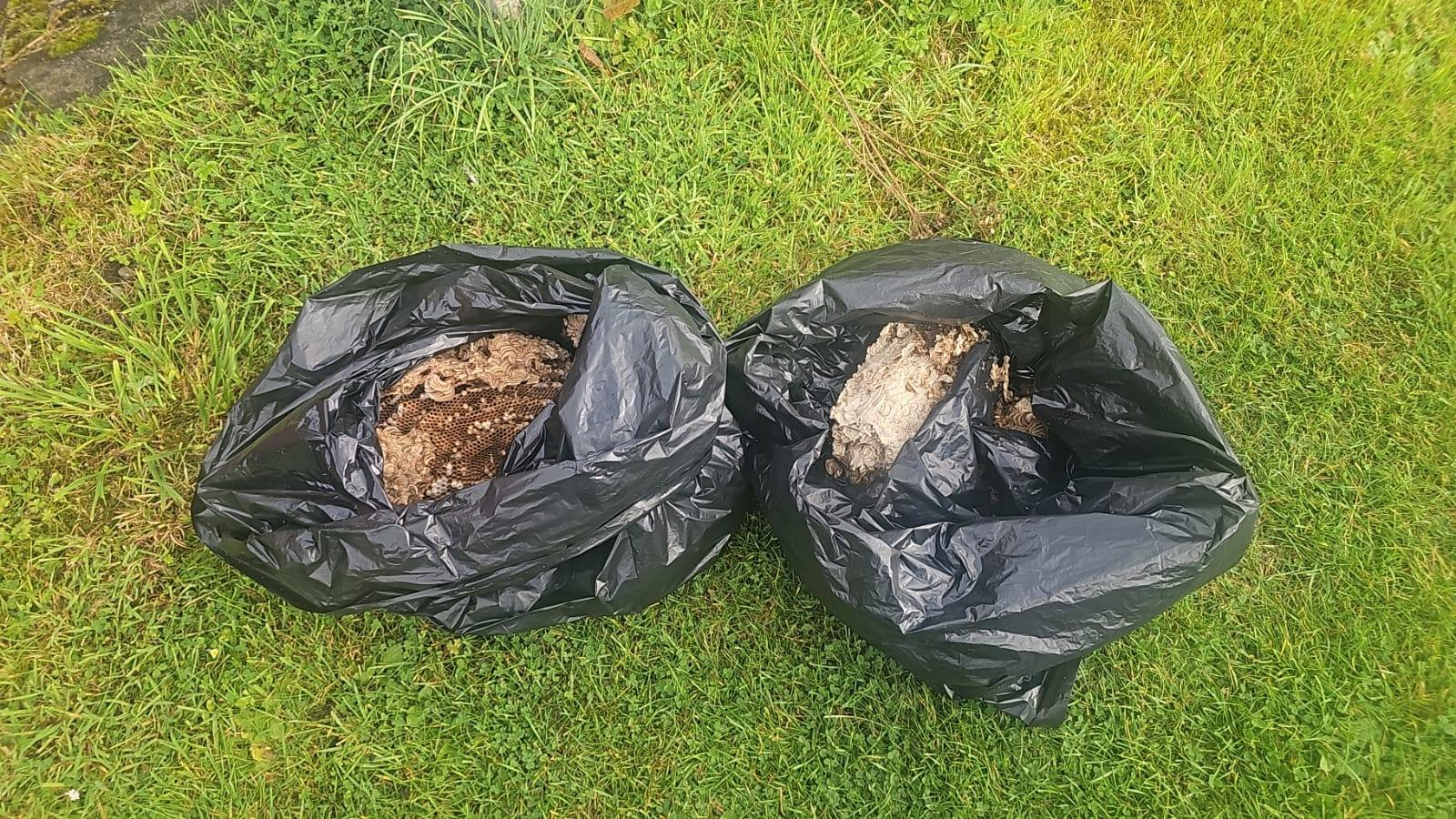 Wasp nest treatment late seqaon - Herd Pest Control