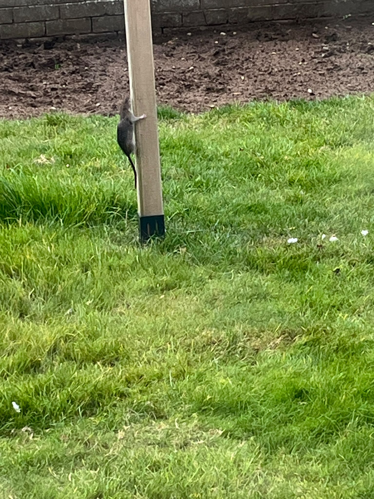 Rat going for the bird food - Herd Pest Control