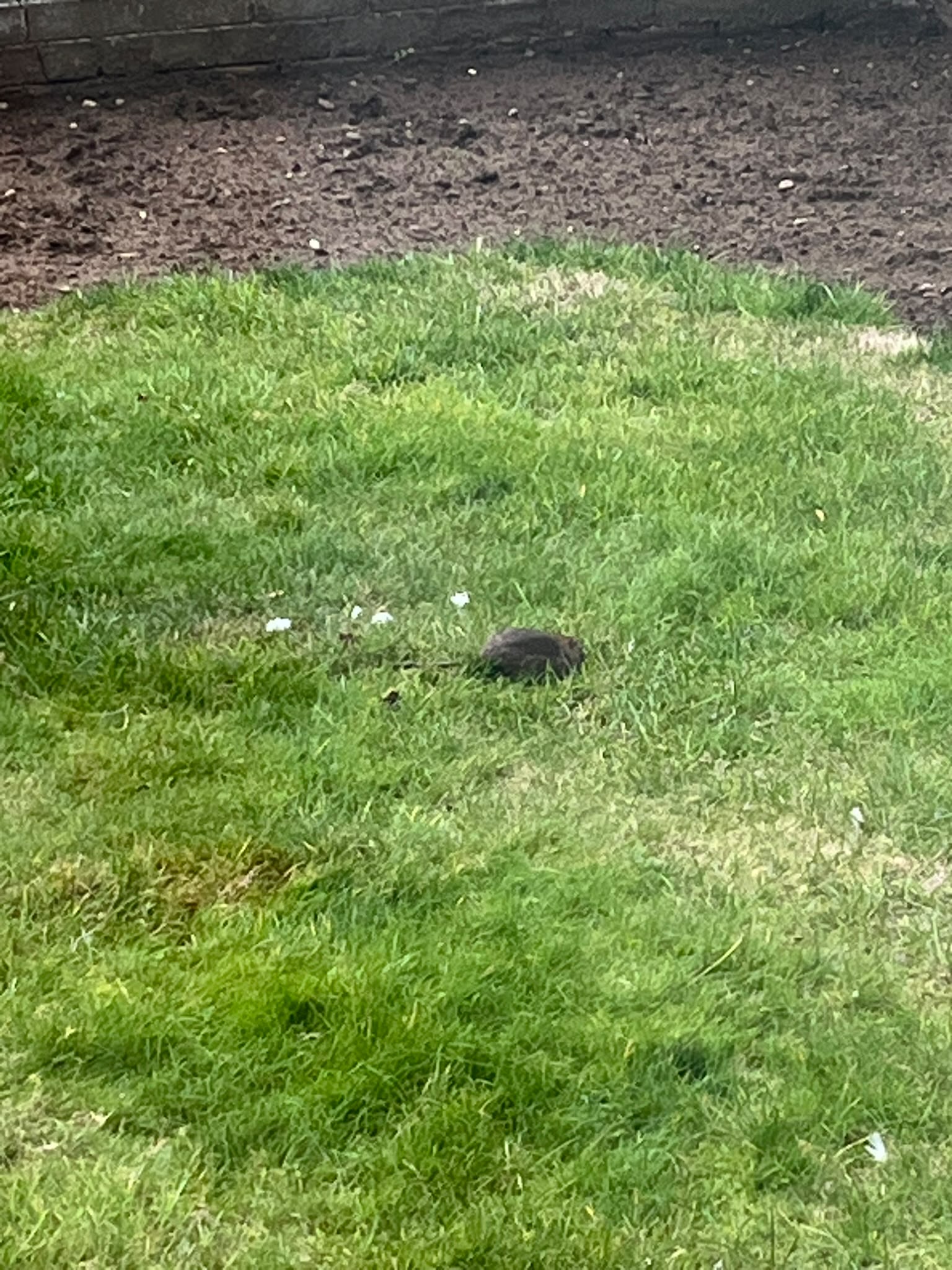 Rat going for the bird food - Herd Pest Control