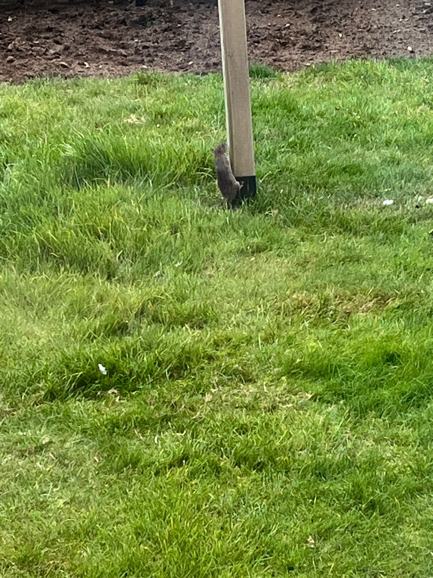Rat going for the bird food - Herd Pest Control