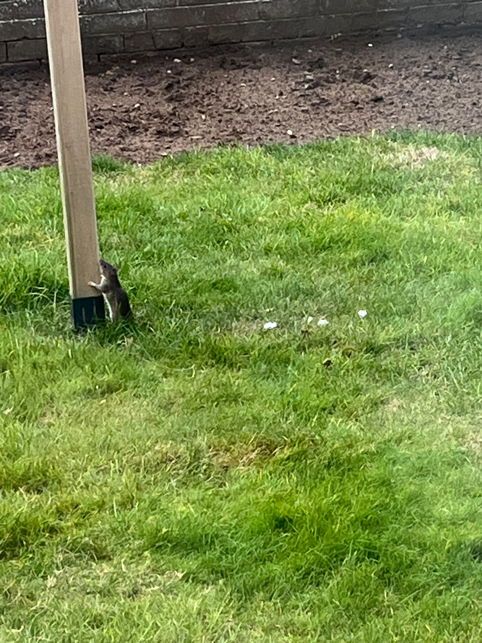 Rat going for the bird food - Herd Pest Control