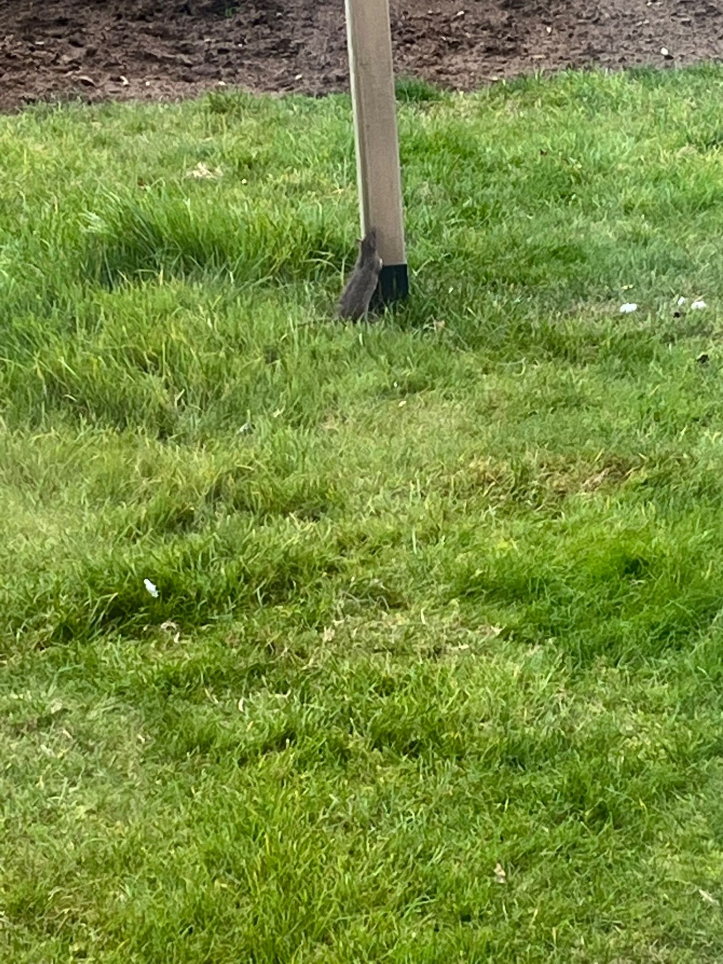 Rat going for the bird food - Herd Pest Control