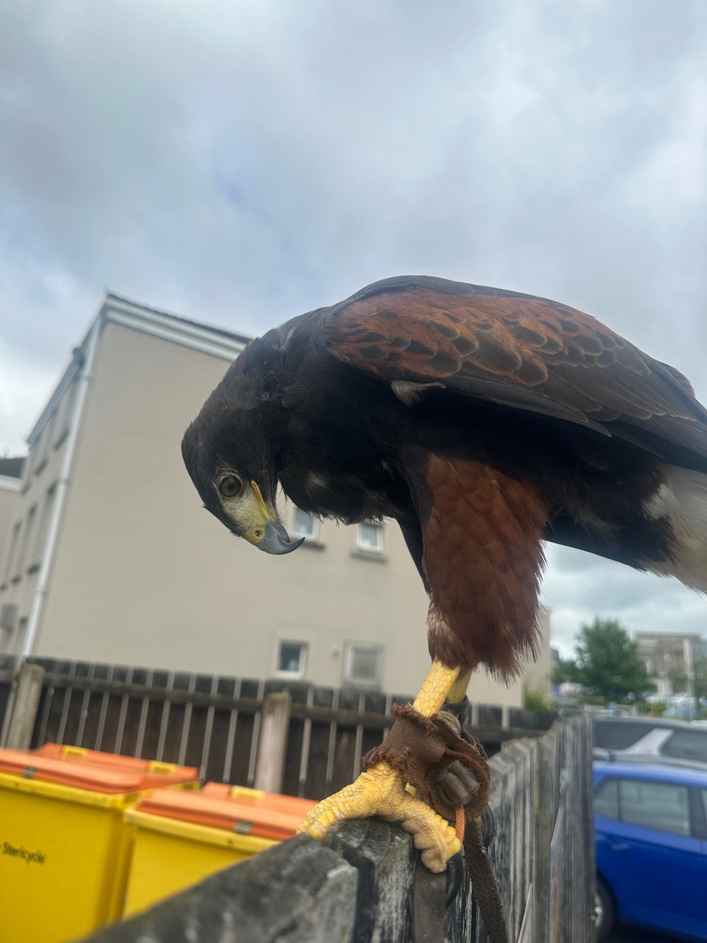 Bird deterrence - NI Pest Control