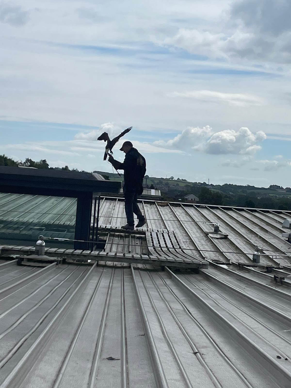 Bird deterrence - NI Pest Control