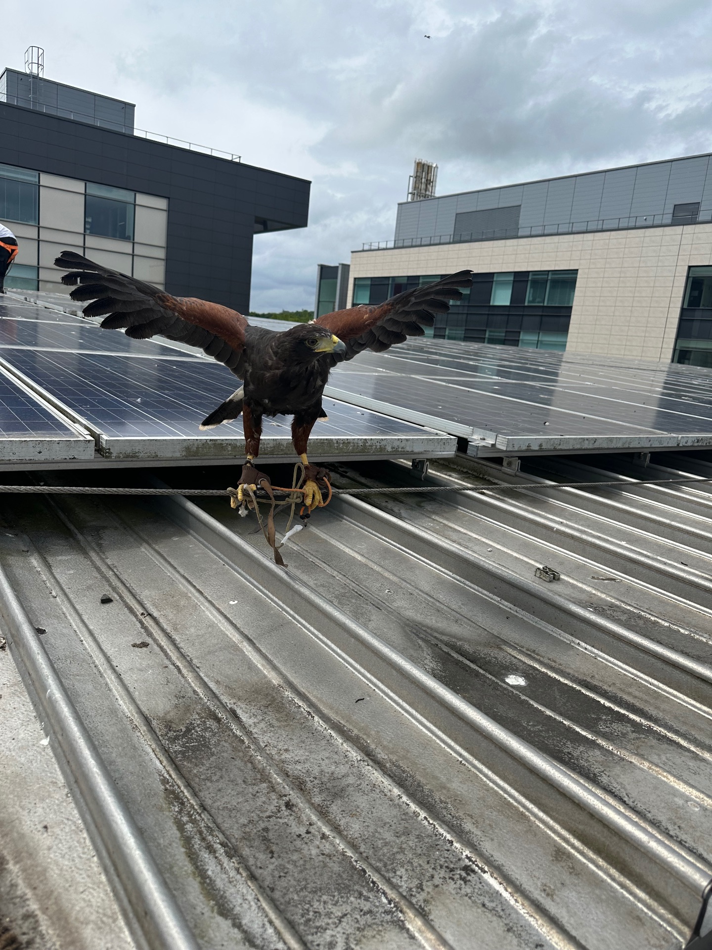 Bird deterrence - NI Pest Control
