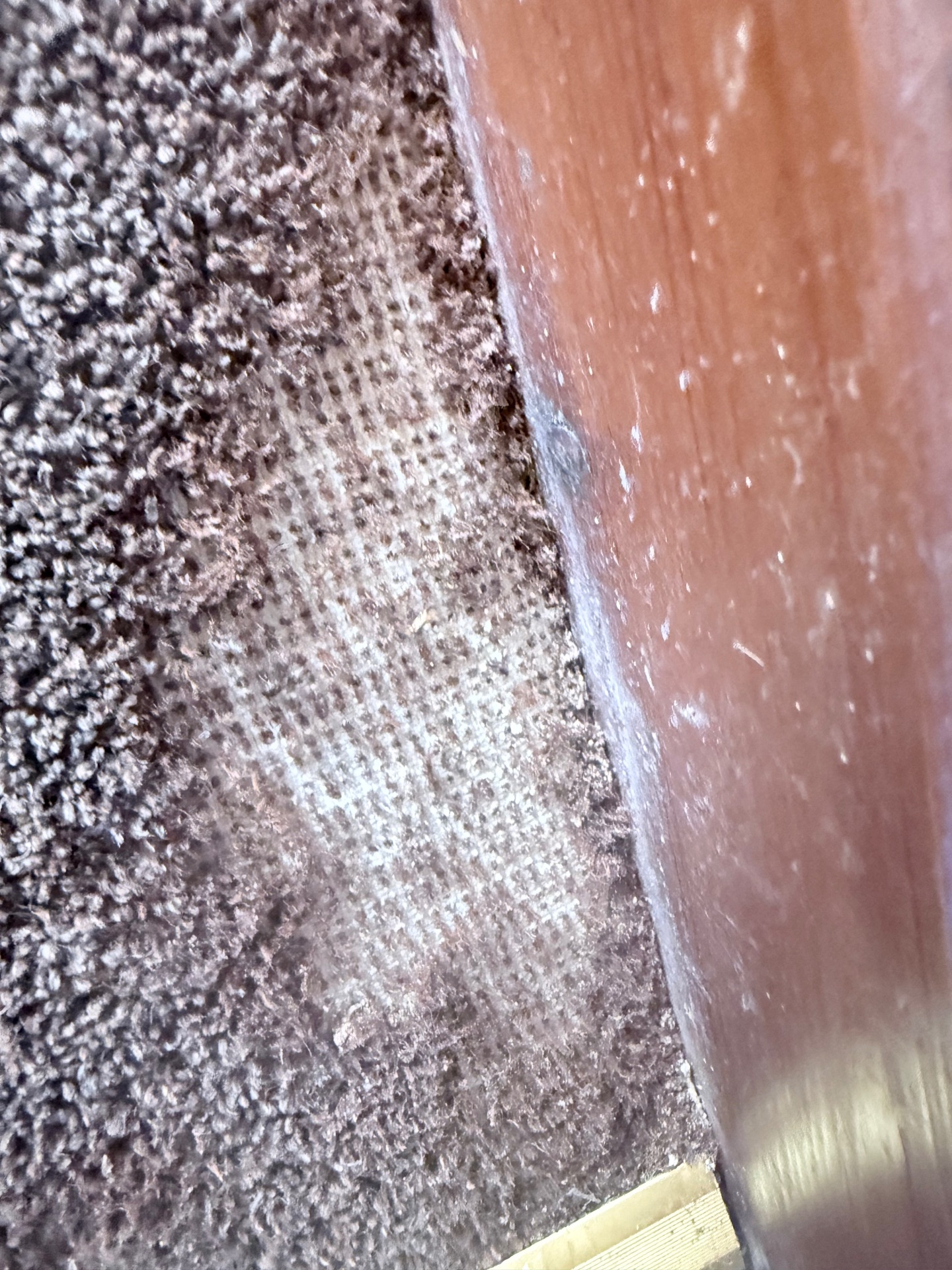 Carpet moth - NI Pest Control