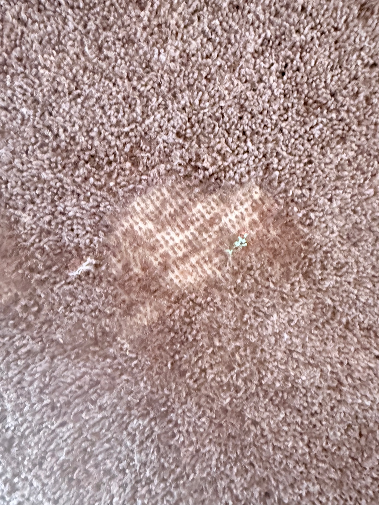 Carpet moth - NI Pest Control