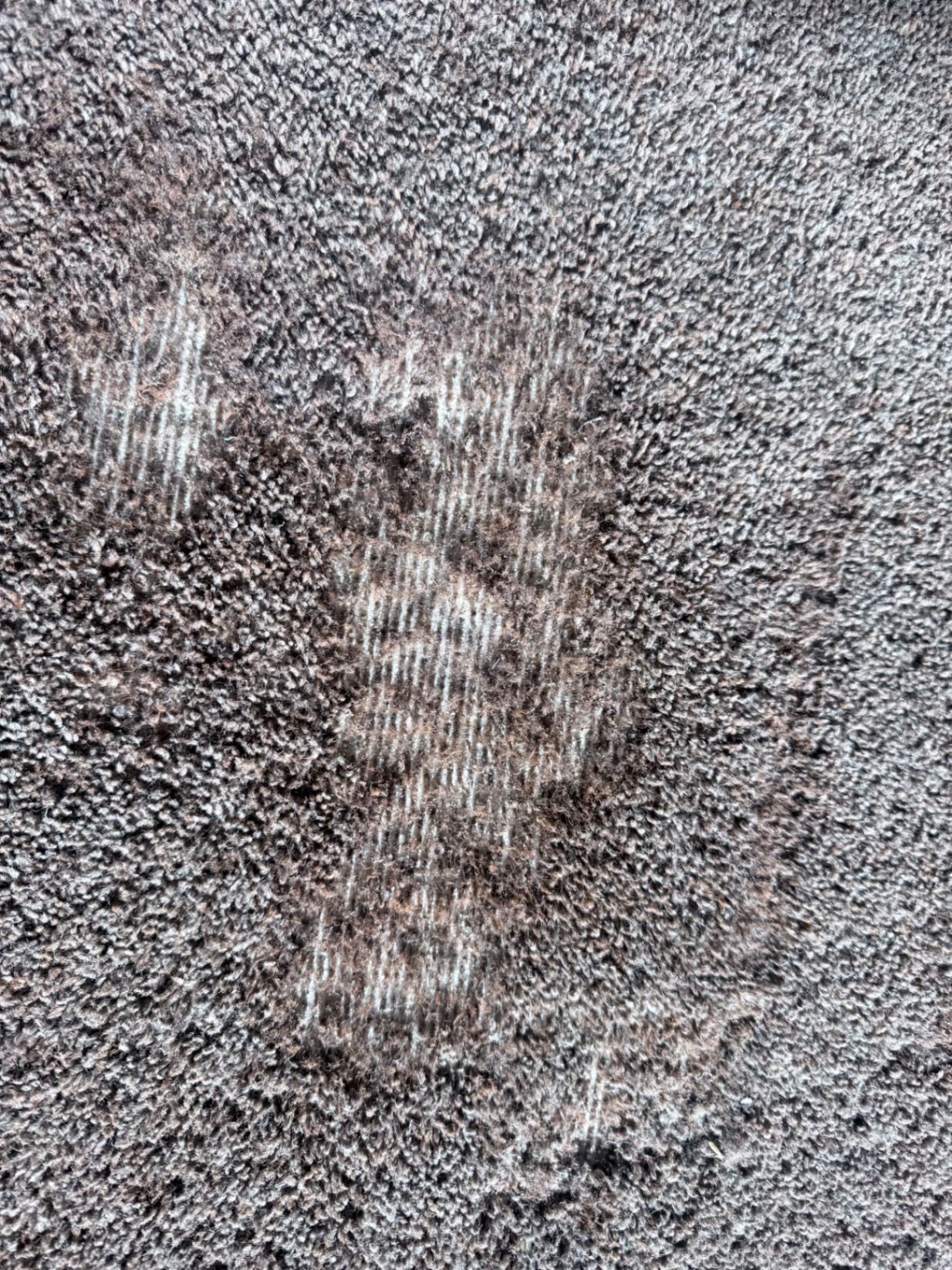 Carpet moth - NI Pest Control