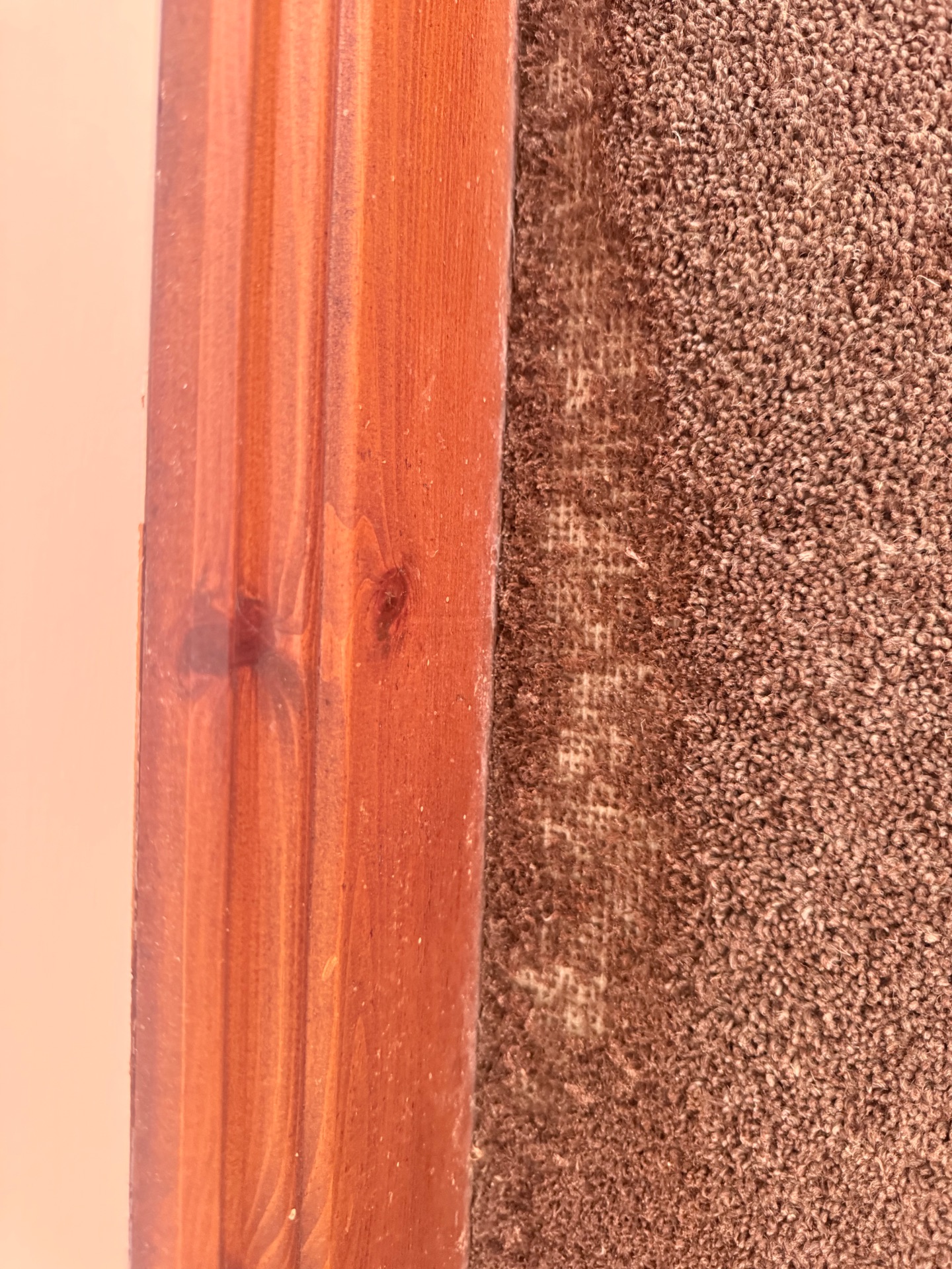 Carpet moth - NI Pest Control