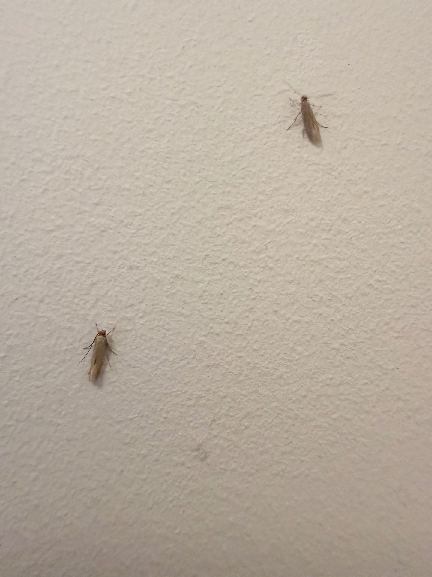 Carpet moth - NI Pest Control