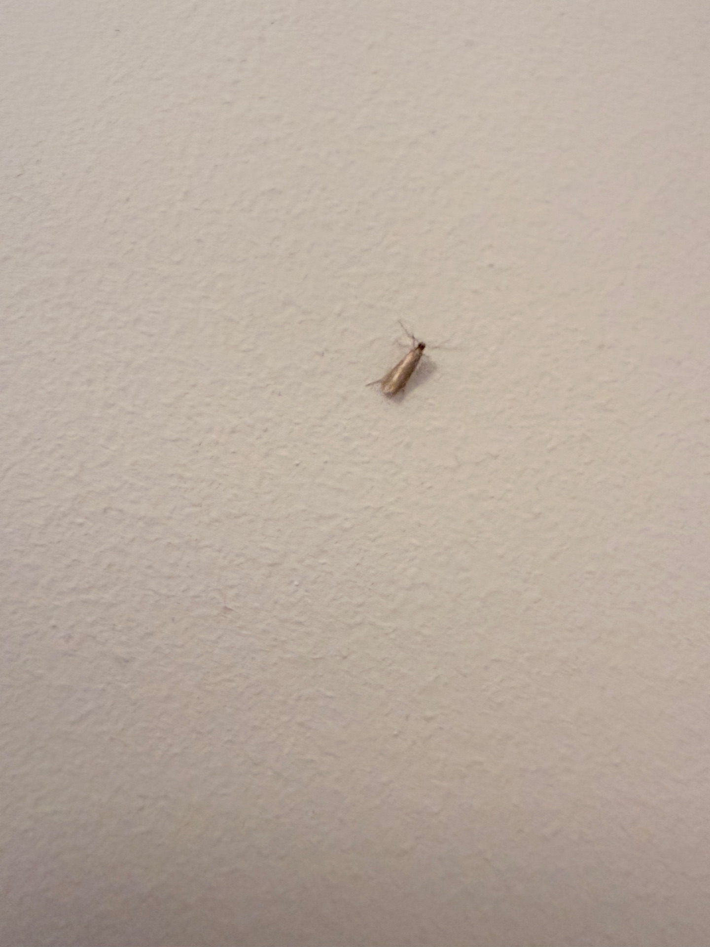 Carpet moth - NI Pest Control