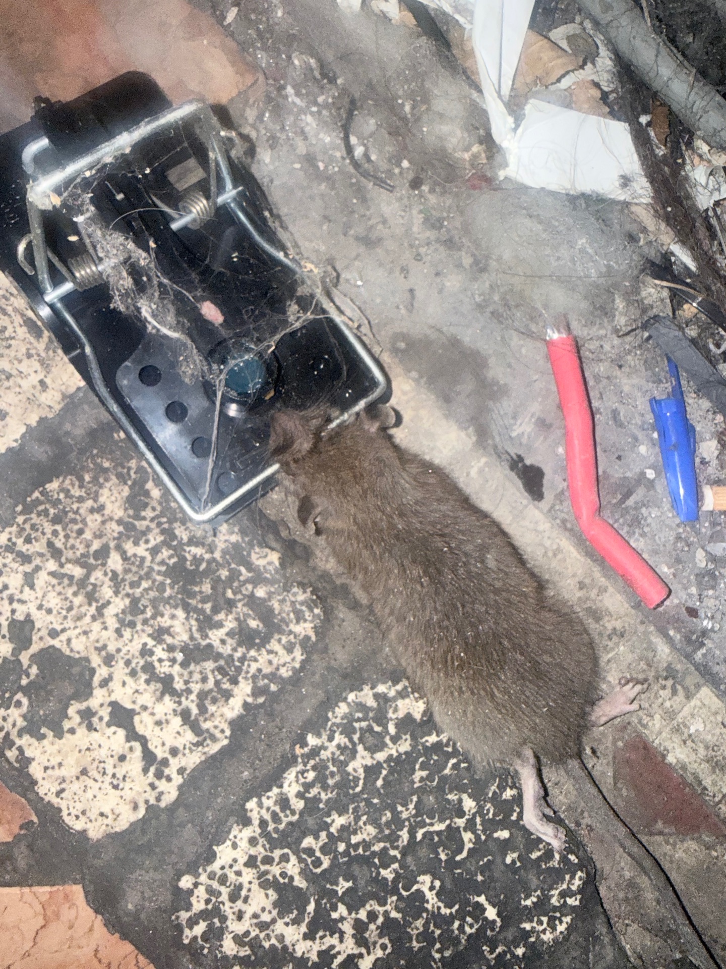 Rat trapping - NI Pest Control
