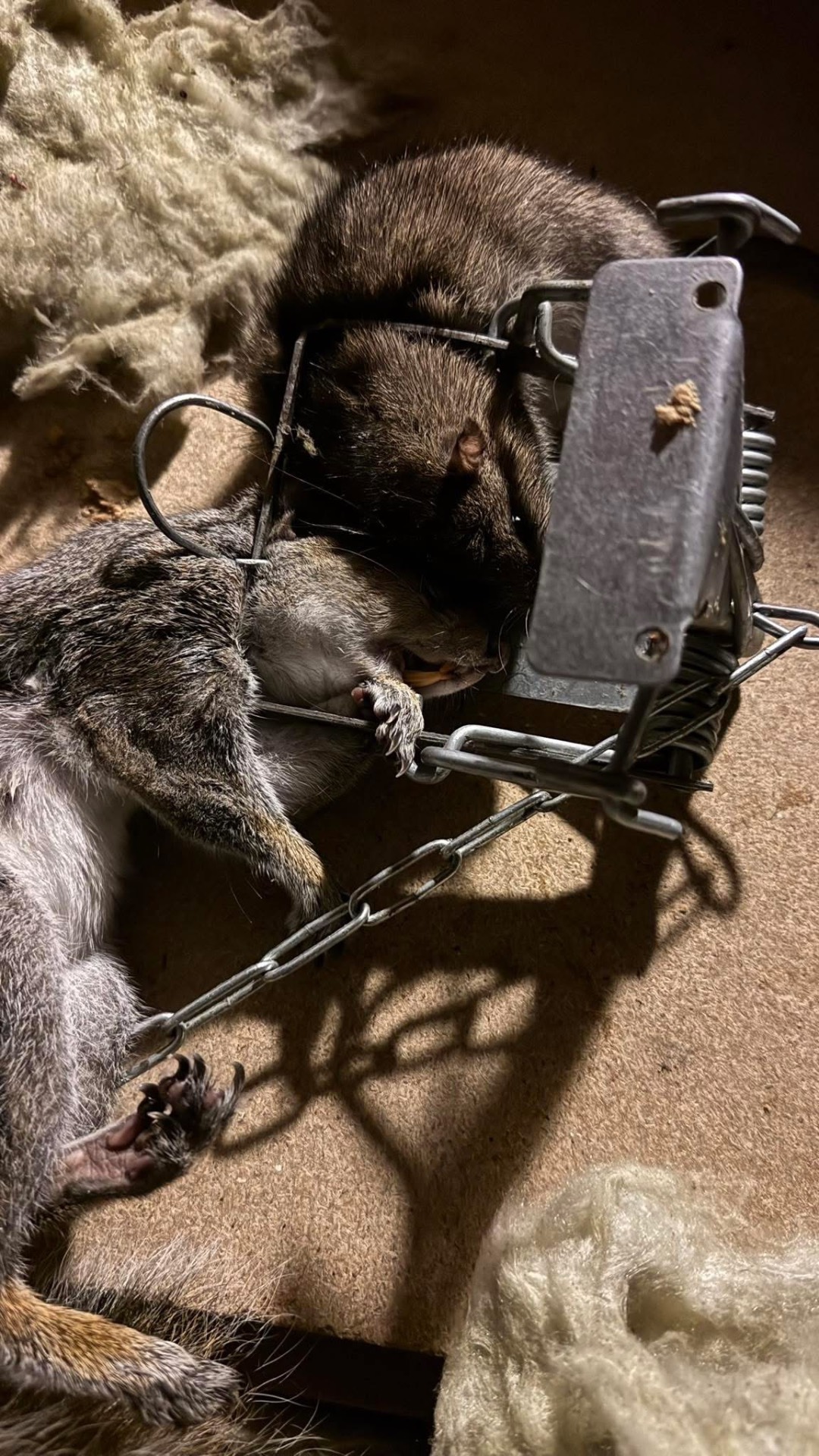 Squirrel control - NI Pest Control