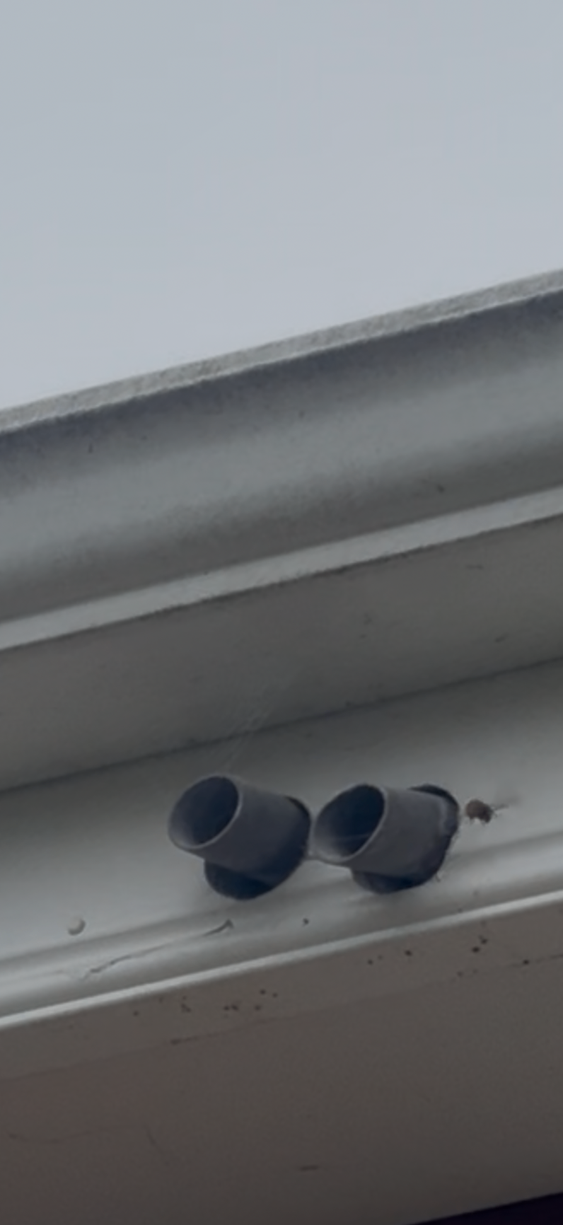 Wasp nest treatment - NI Pest Control