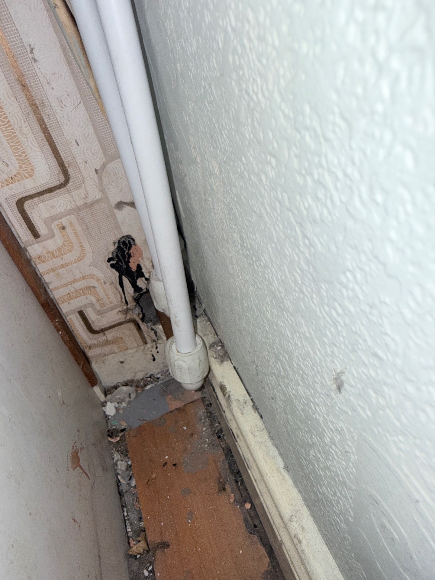 Mice problems - NI Pest Control