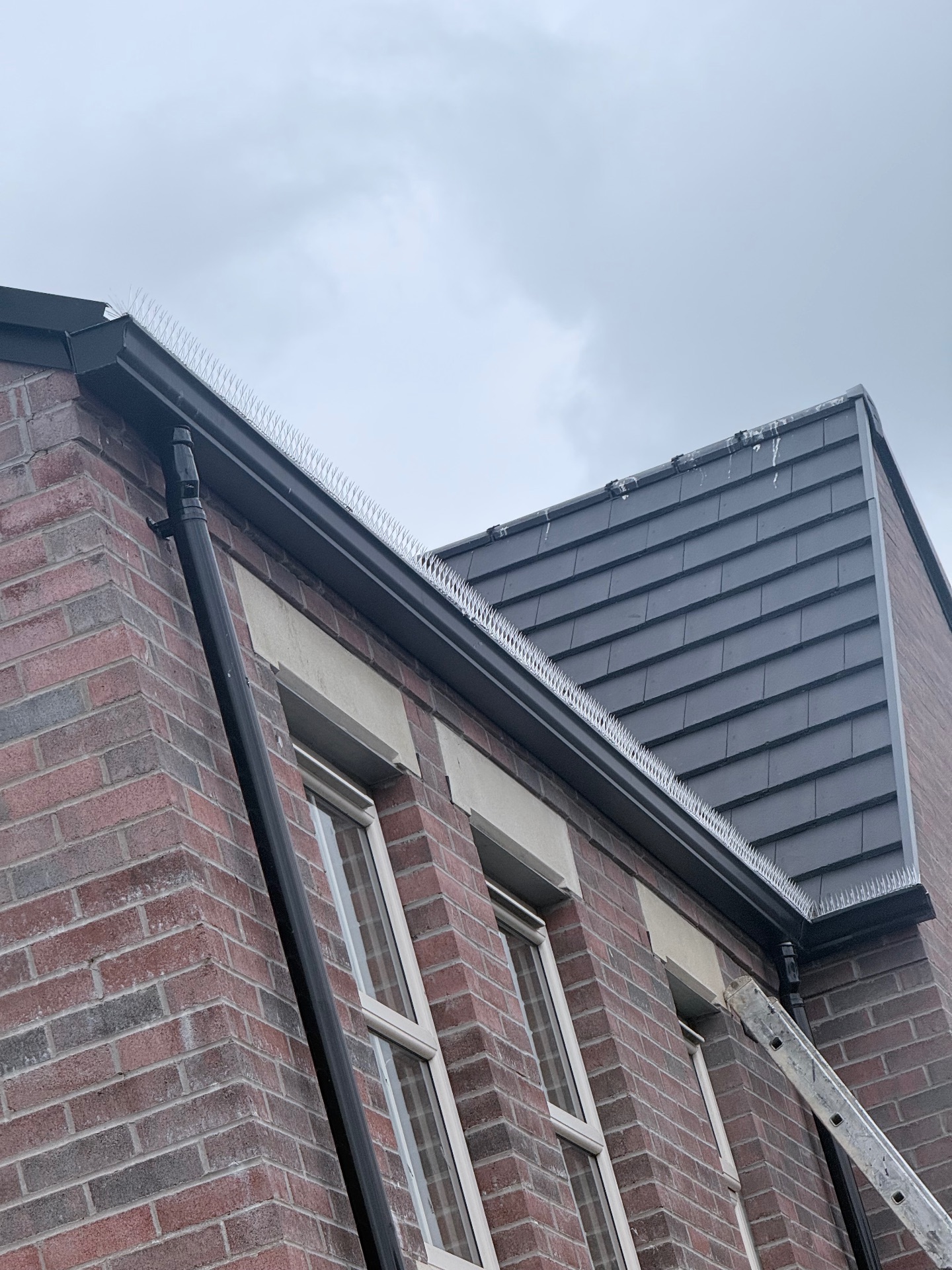 Bird prevention - NI Pest Control