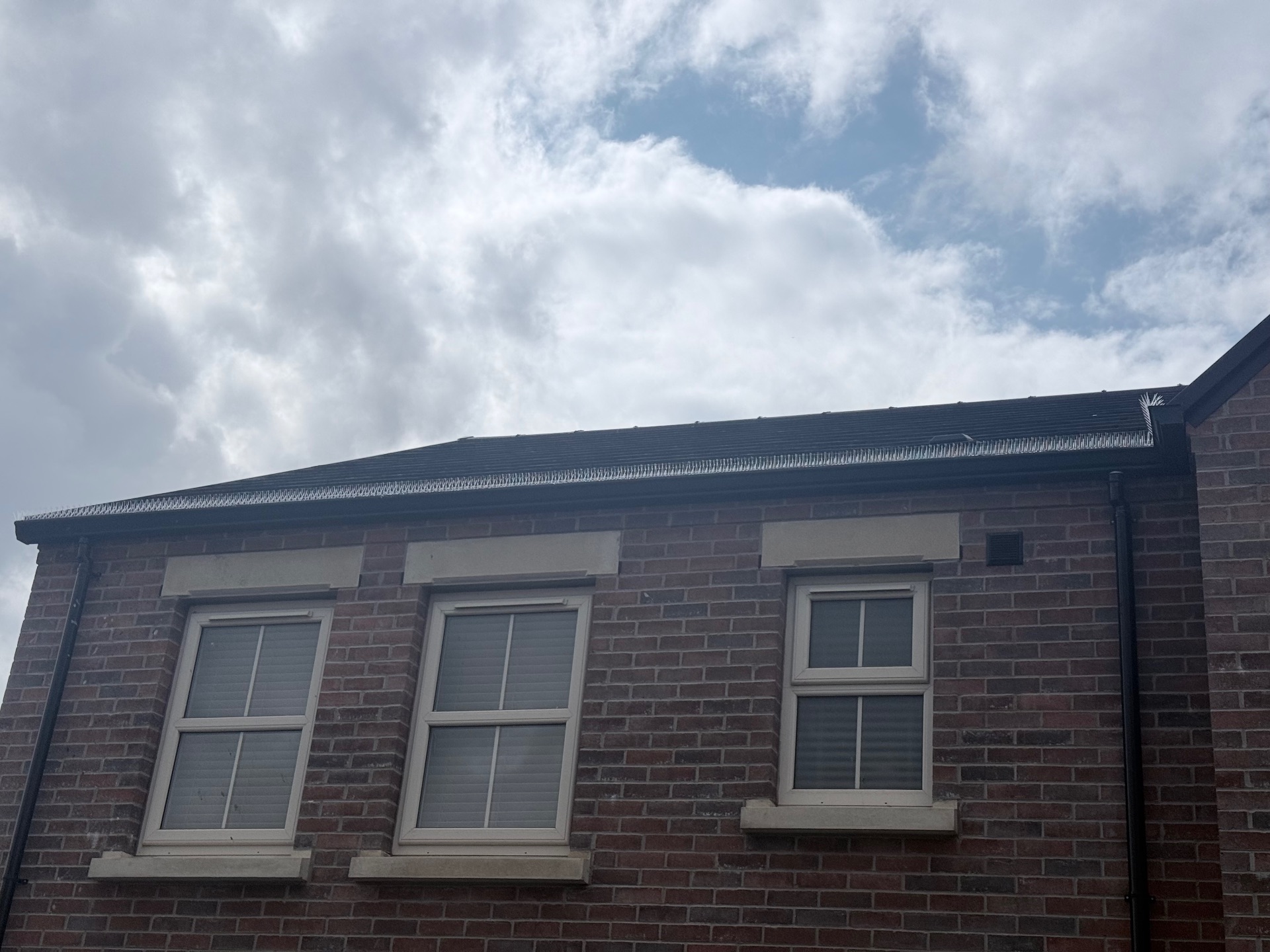 Bird prevention - NI Pest Control