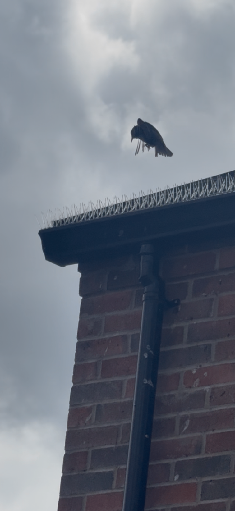 Bird prevention - NI Pest Control