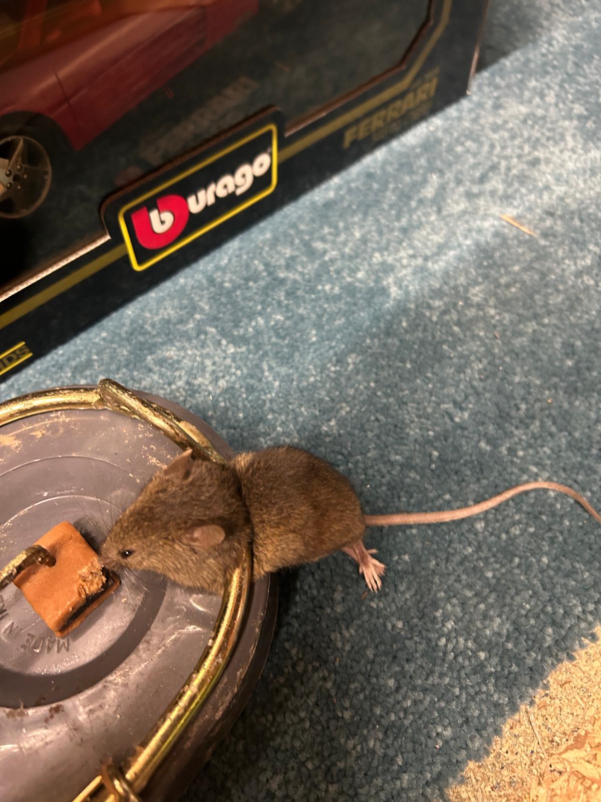 Rodent problem No problem for Belfast pest prevention & control services - NI Pest Control