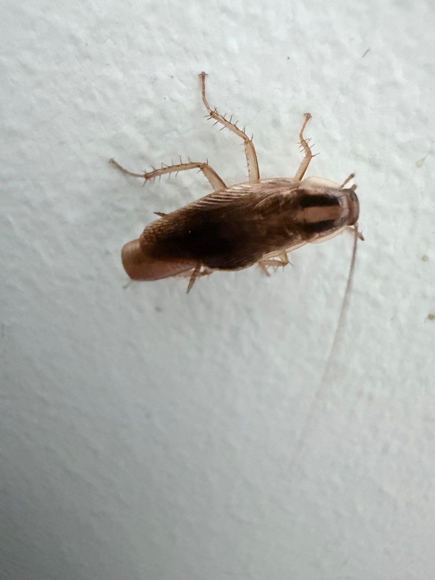 Cockroach 🪳 issue - NI Pest Control