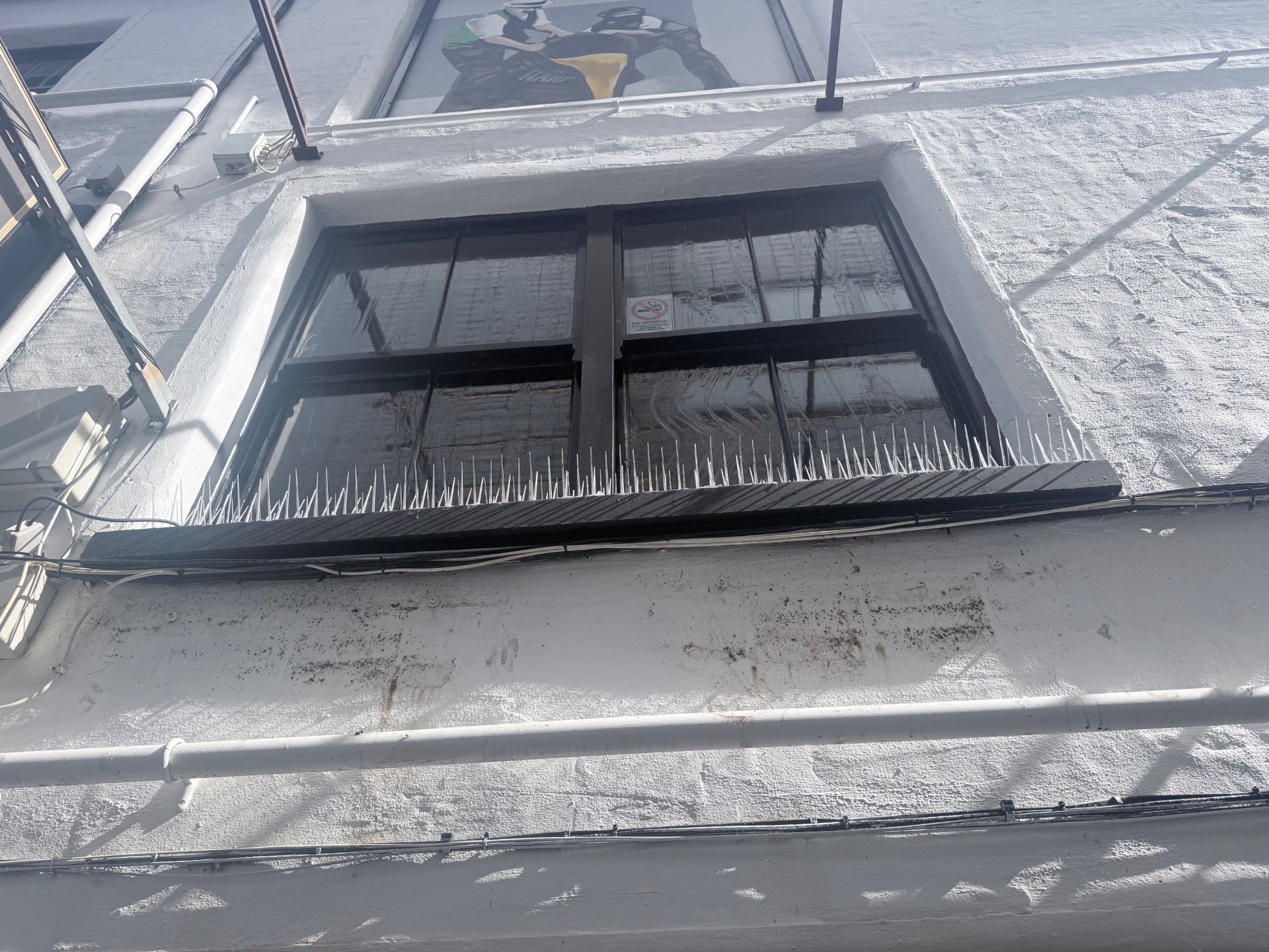 Feral pigeon deterrence - NI Pest Control