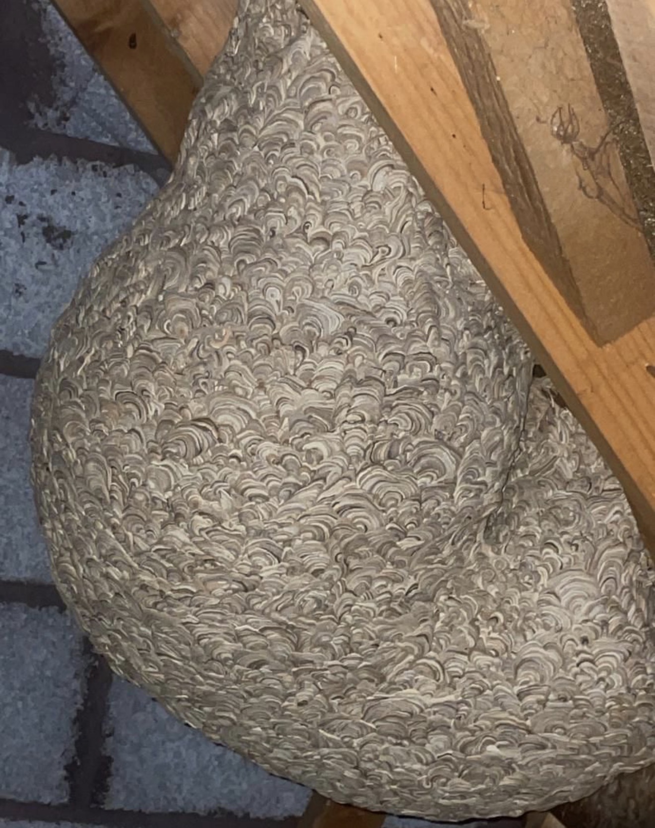 Wasp nest treatment & removal - NI Pest Control
