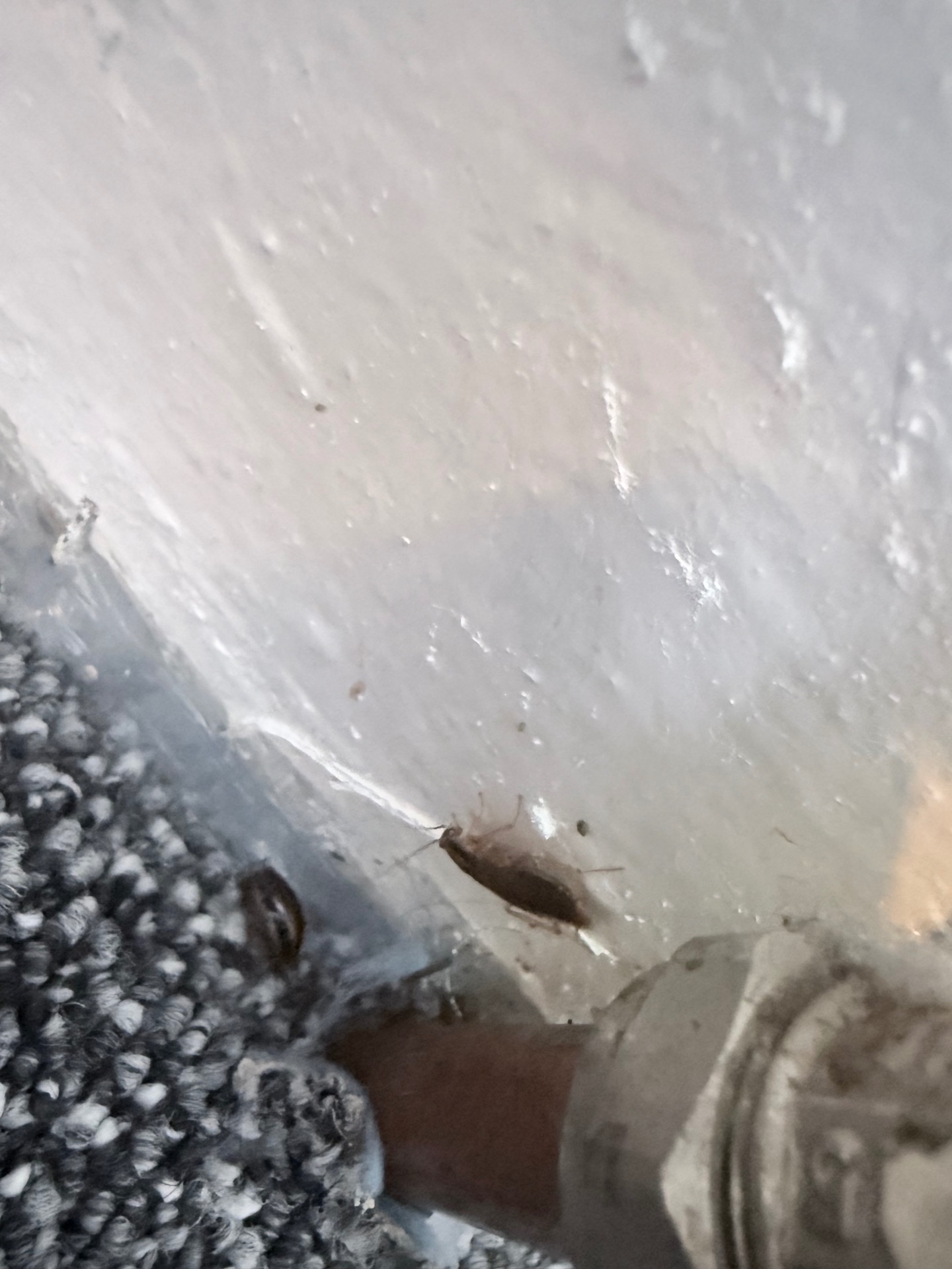 Cockroach treatment - NI Pest Control
