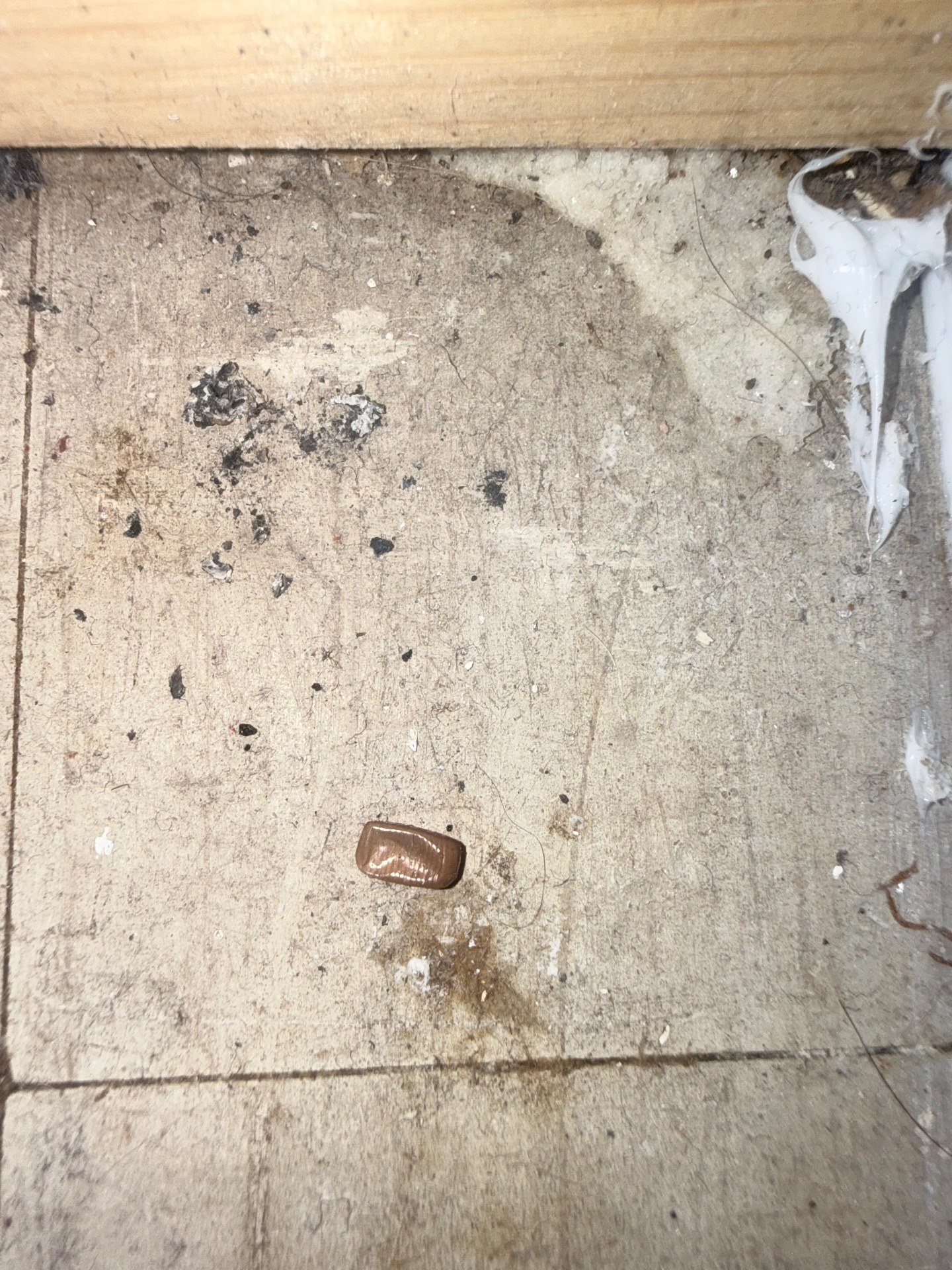 Cockroach treatment - NI Pest Control
