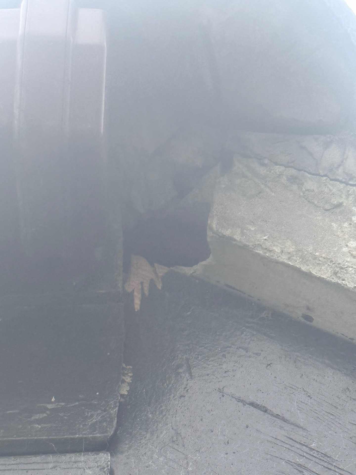 Squirrel issue in loft - NI Pest Control