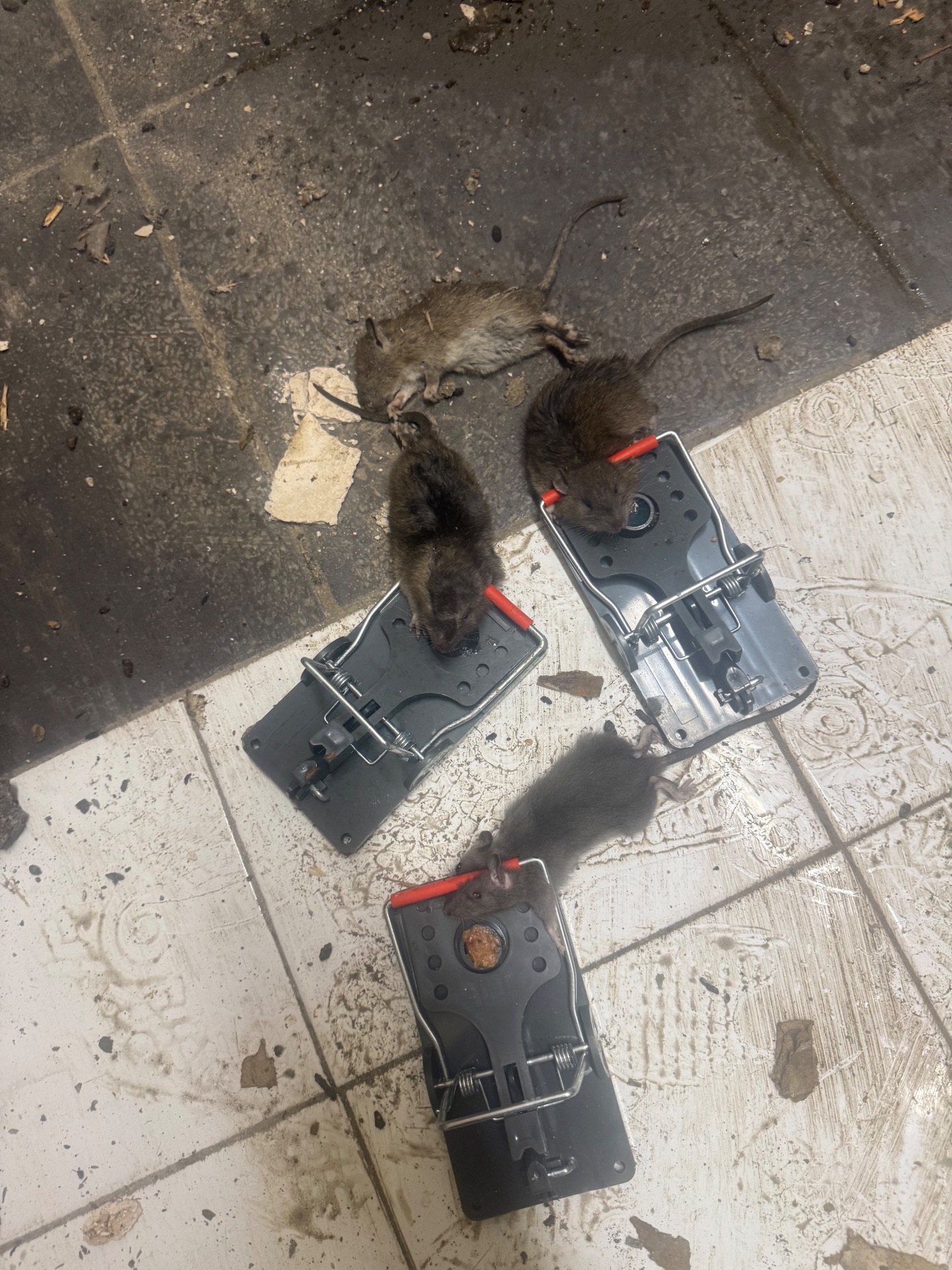 Rat issue - NI Pest Control
